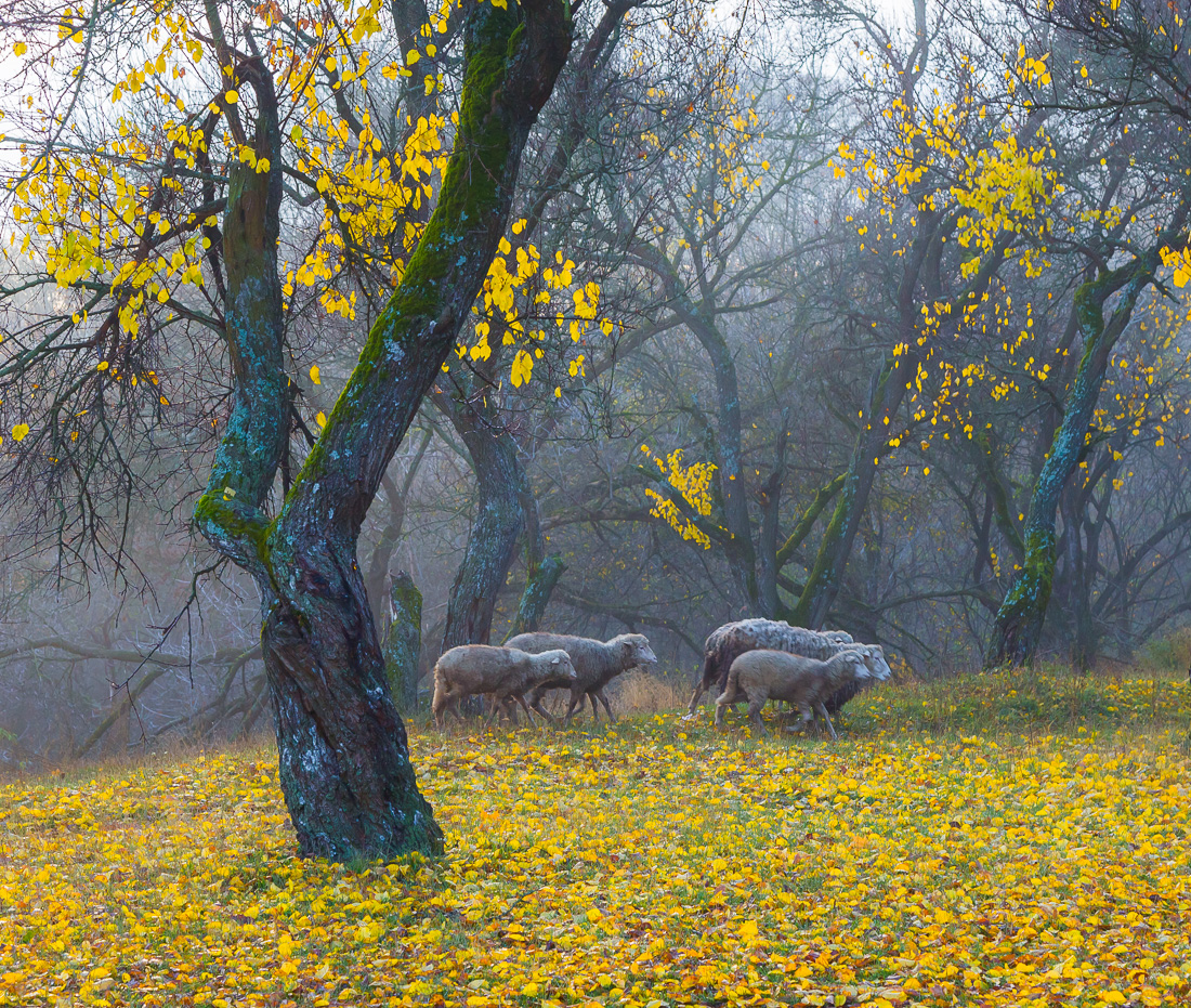 , Александр Подрез