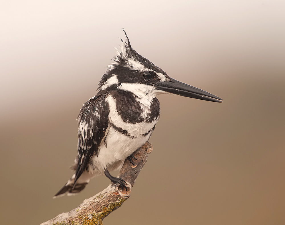 israel, pied kingfisher, малый пегий зимородок,  kingfisher, зимородок, израиль, Etkind Elizabeth