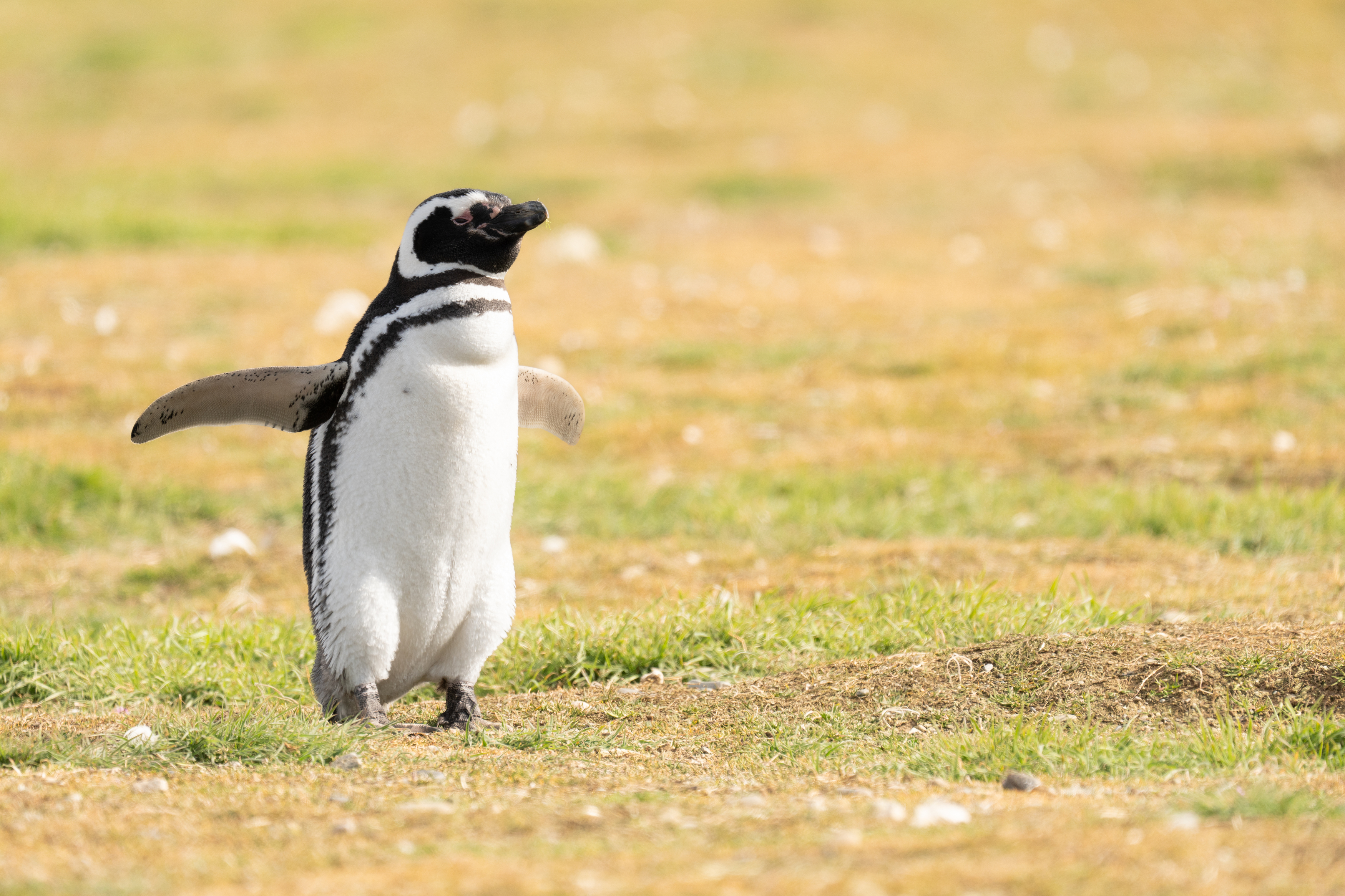 , Владимир Цветов
