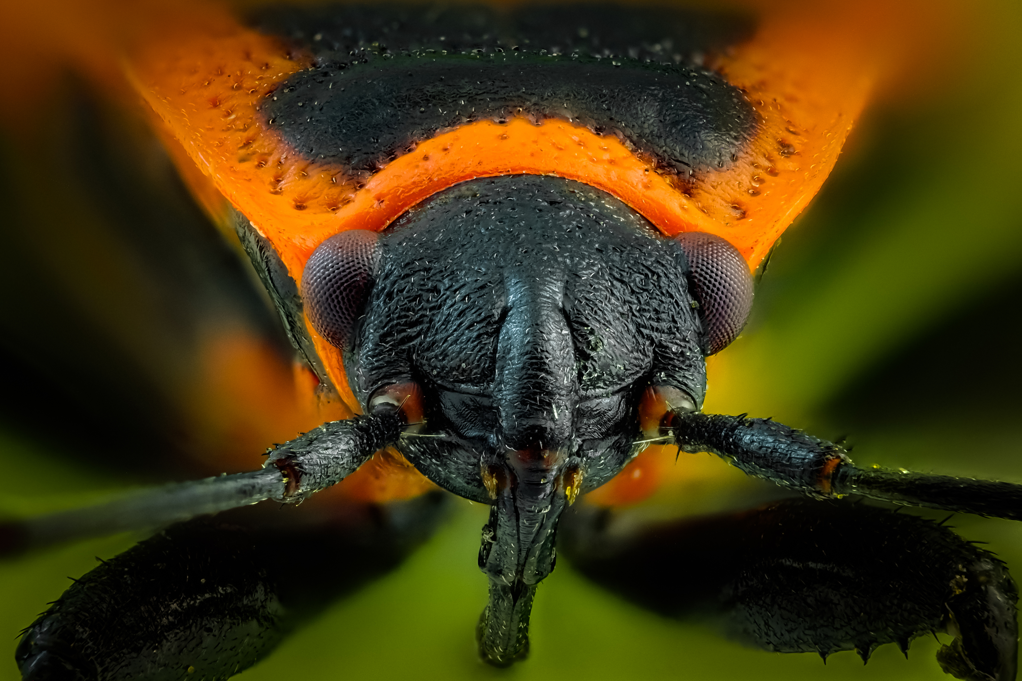 , Олег Савицкий