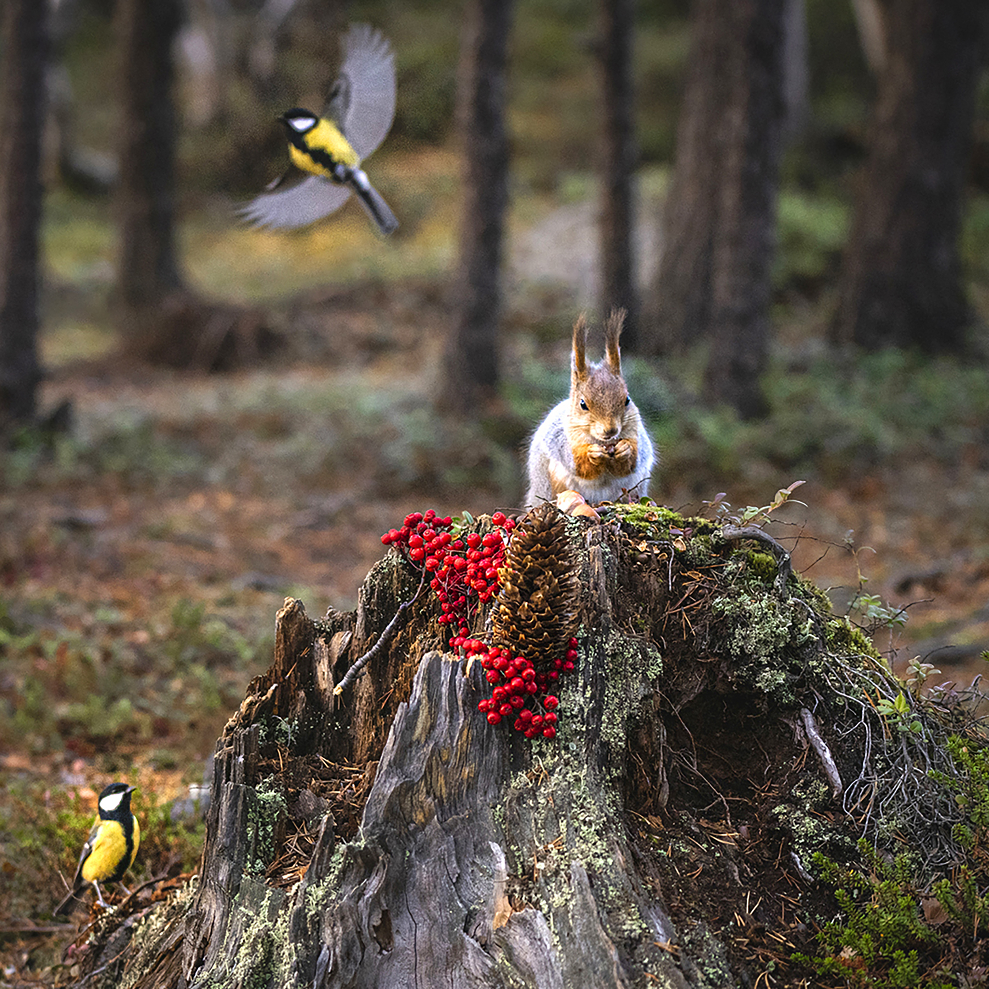 , Ермохина Наталья