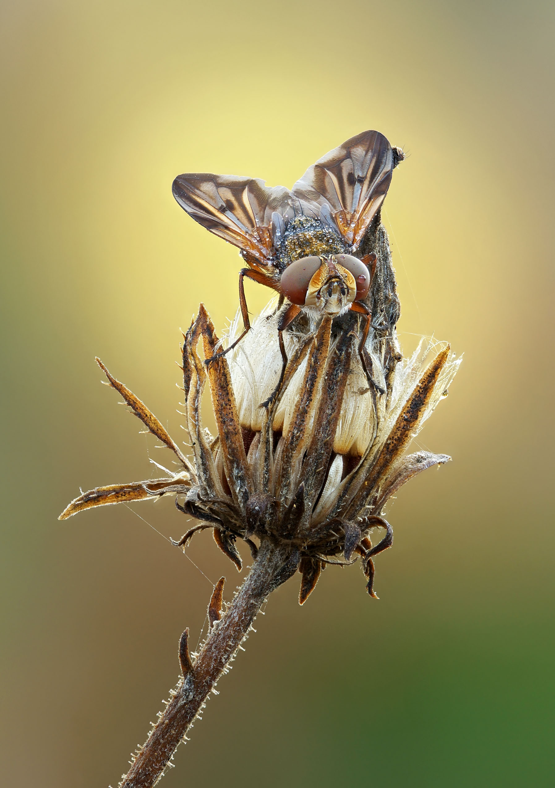 Муха, Чепленко Алексей
