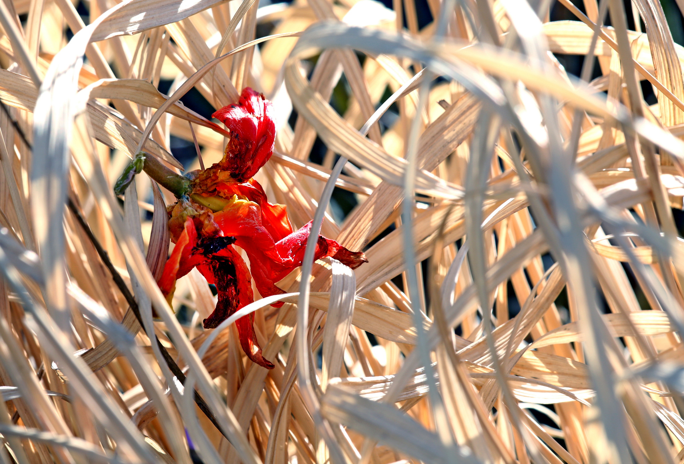 , Бибичков Михаил