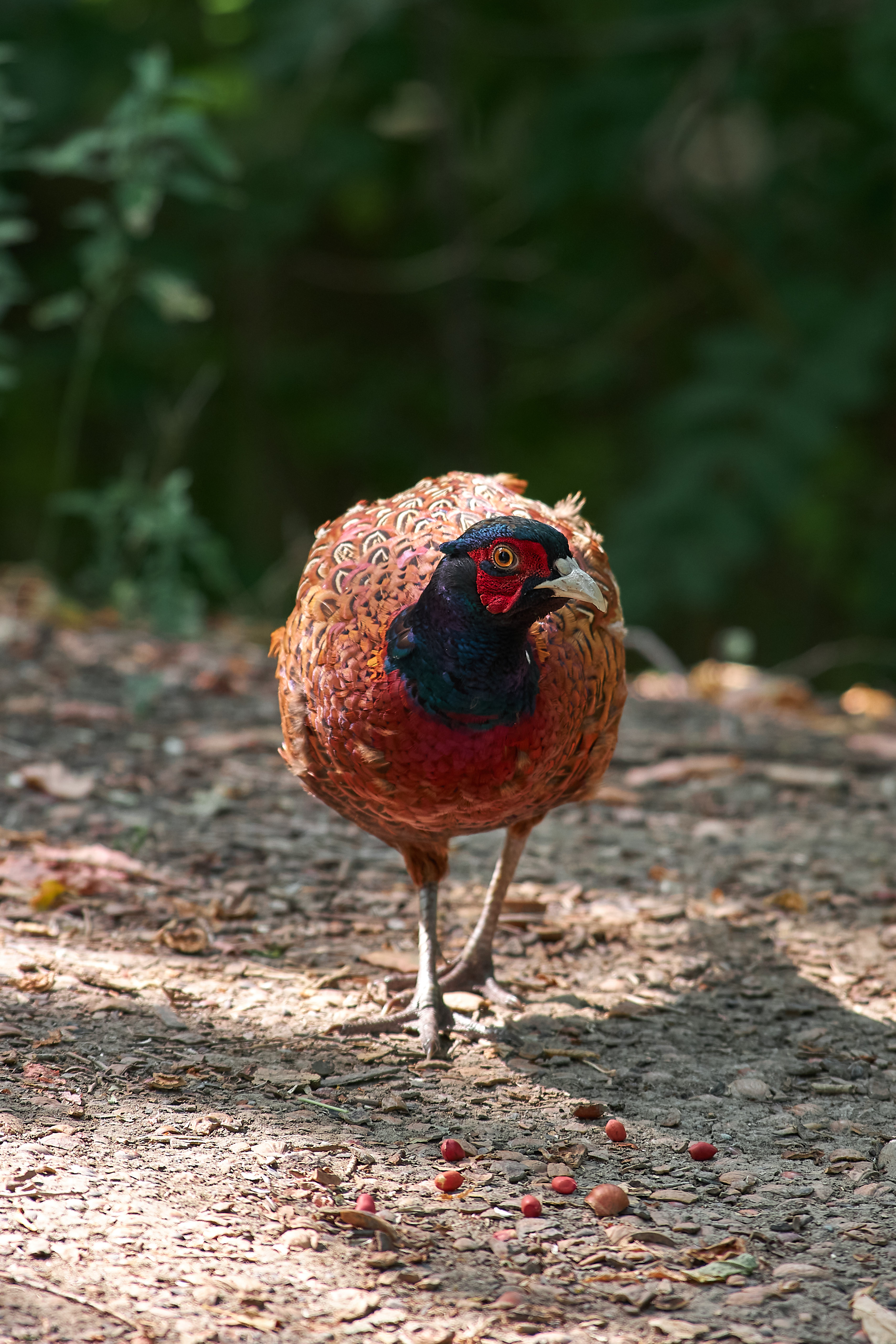 фазан, птицы, , Павел Сторчилов