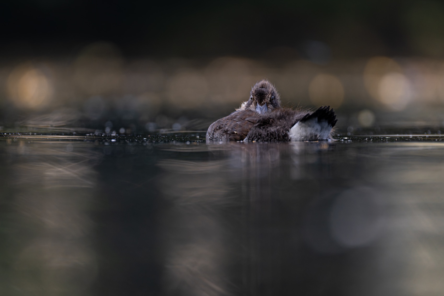 хохлатая чернеть, утка, нырок, птицы, пруд, утенок, Ruslan Pl