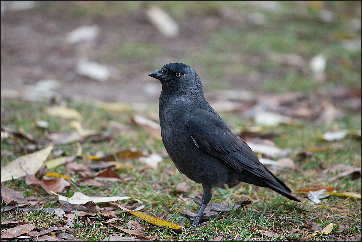 москва, ноябрь, парк, галка, АНАТОЛИЙ ДОВЫДЕНКО