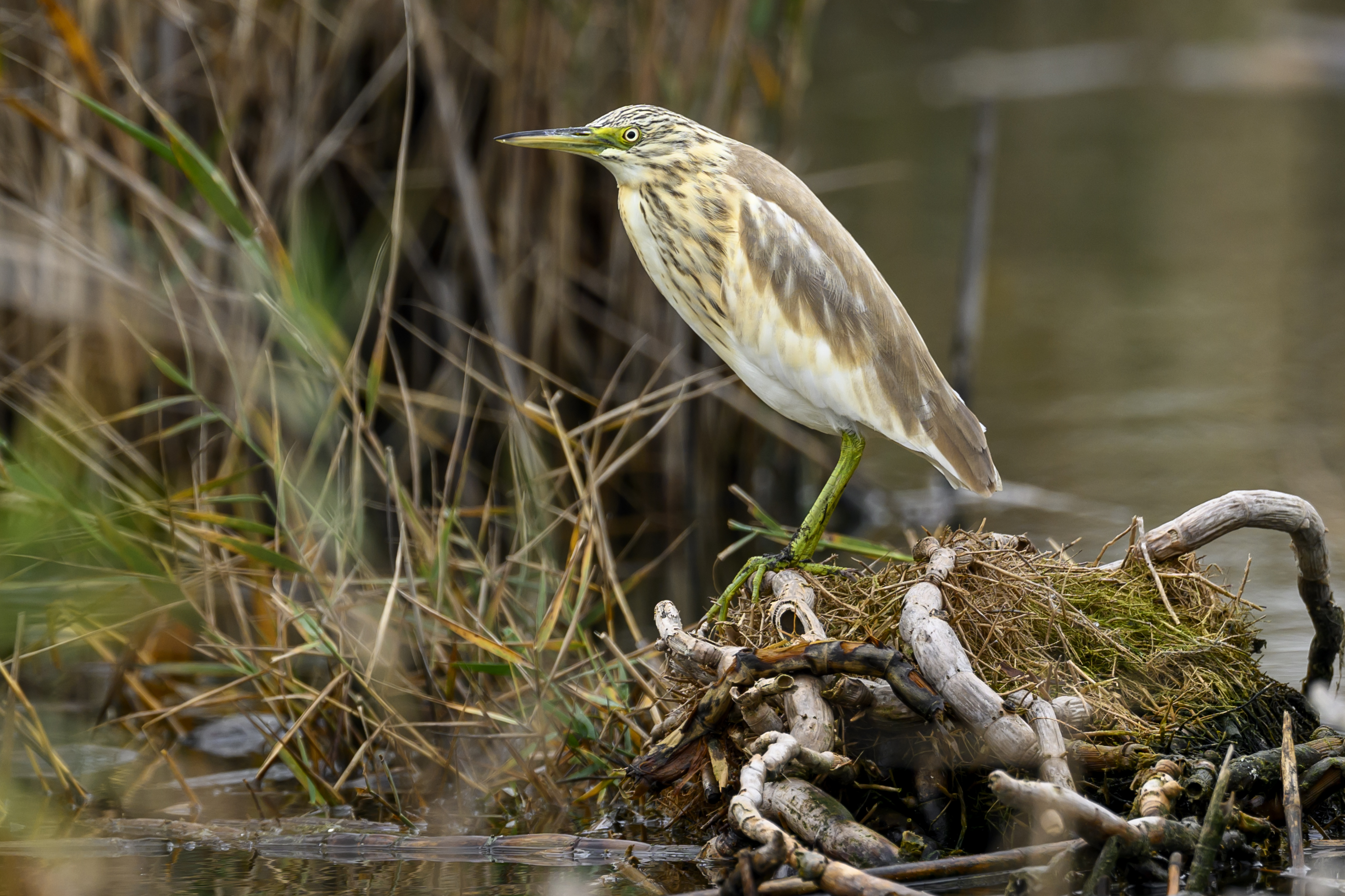 , Пупонин Сергей
