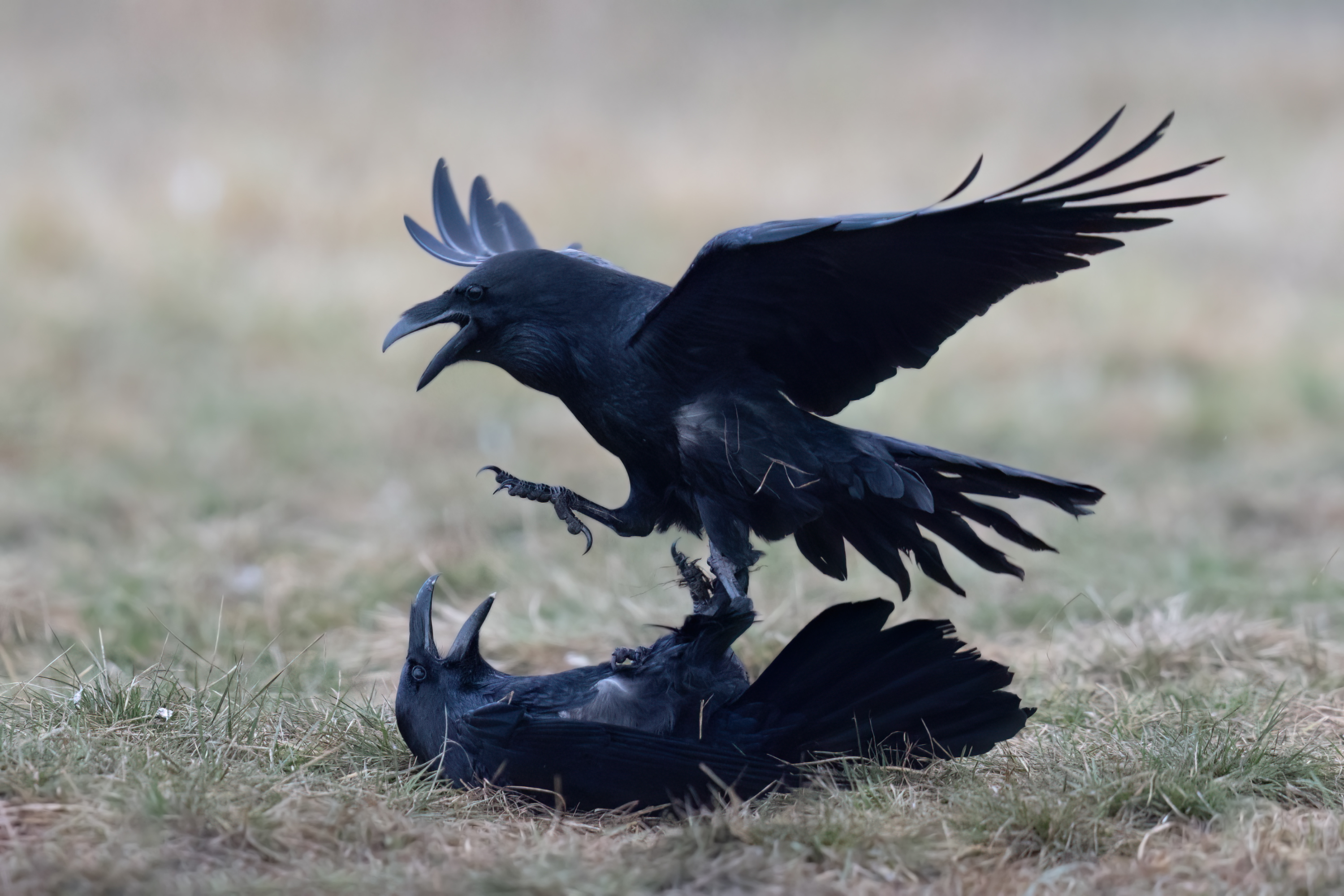 , Фруман Евгений