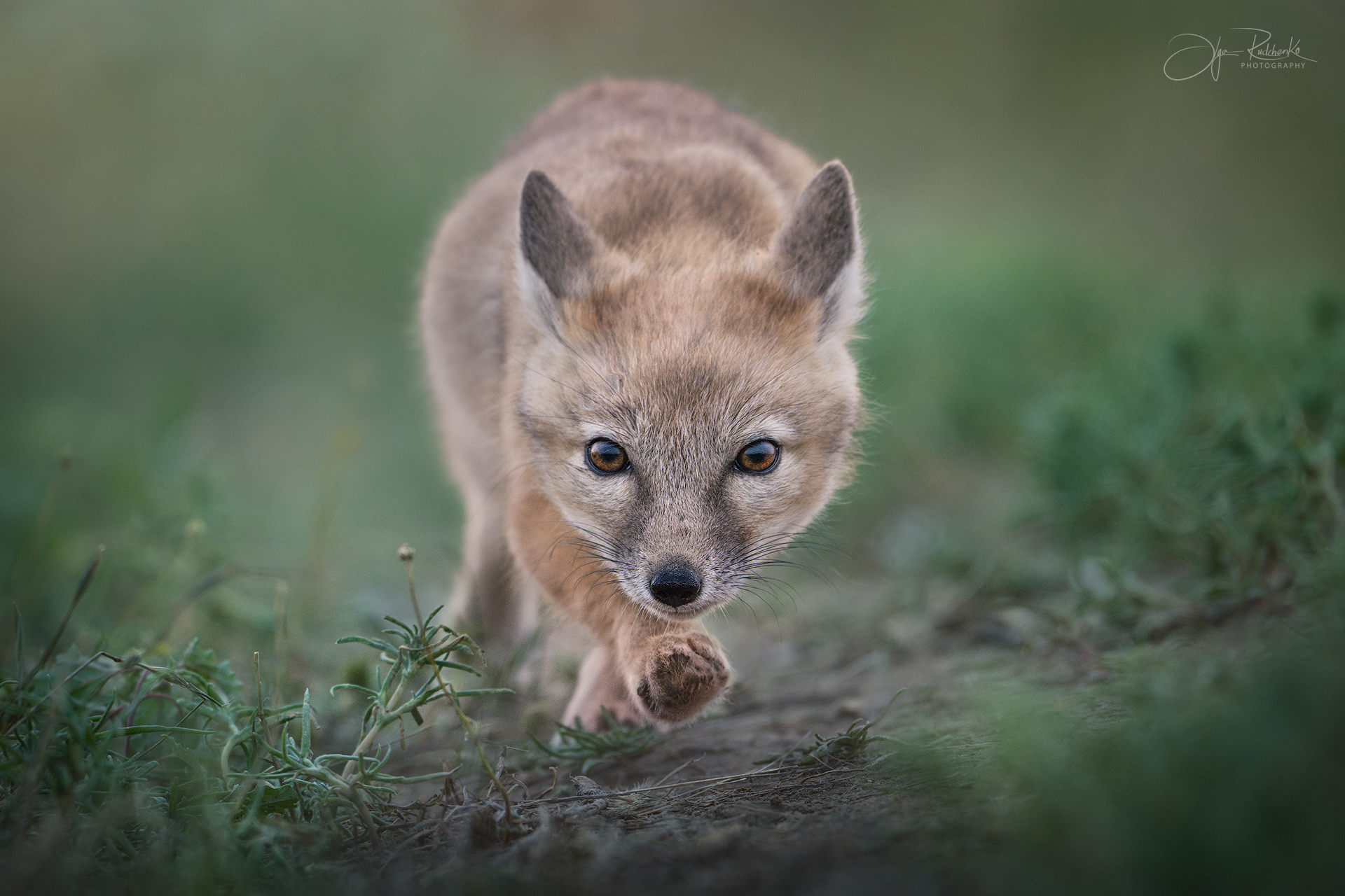 корсак, калмыкия, степная лиса, корсачонок, дикая природа, wildanimals, корсачата, vilpus corsac, corsac, корсаки, маныч, маныч-гудило, черные земли, Рудченко Ольга