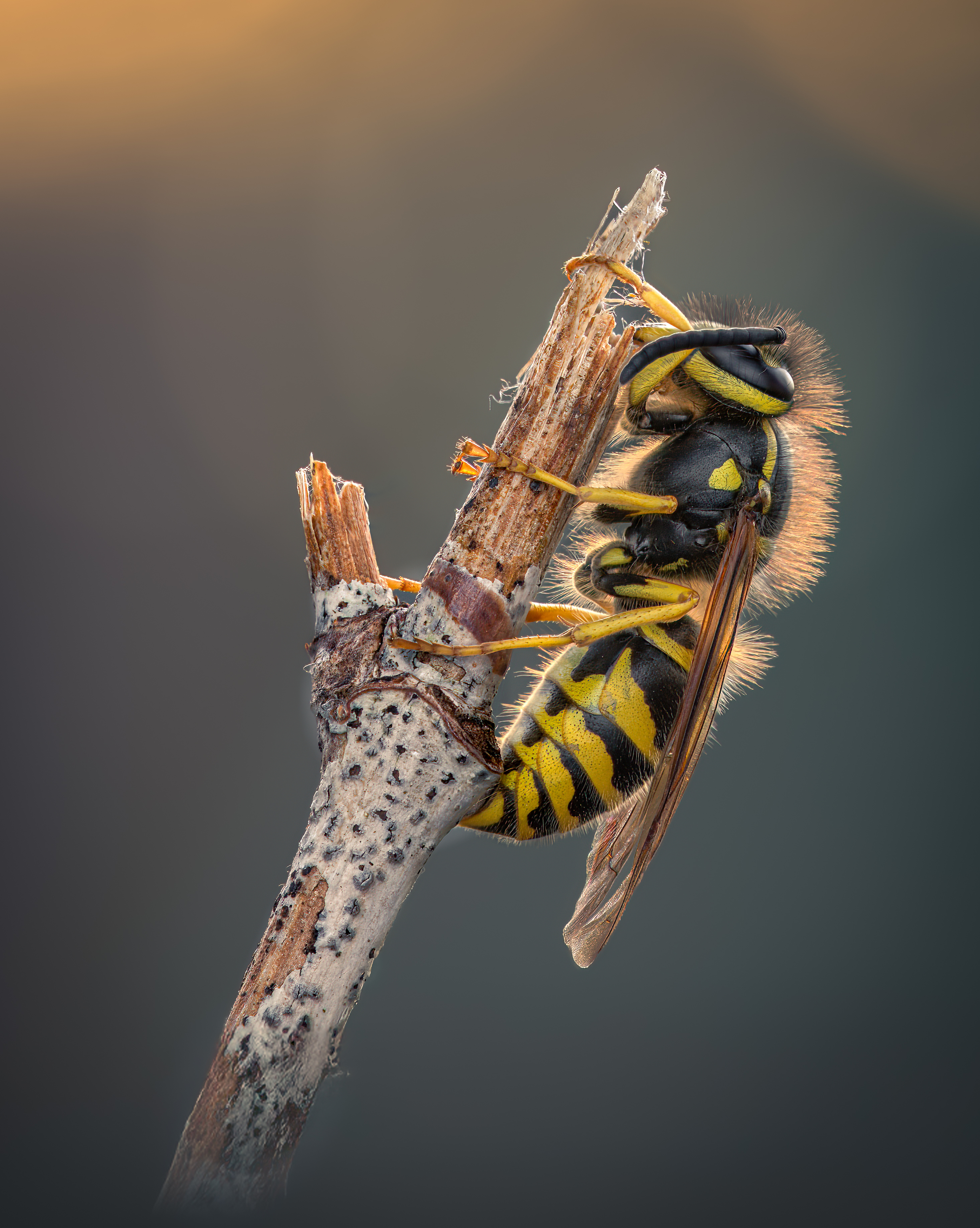 wasp, insect, macro, nature, wild, insects, bee,, Atul Saluja