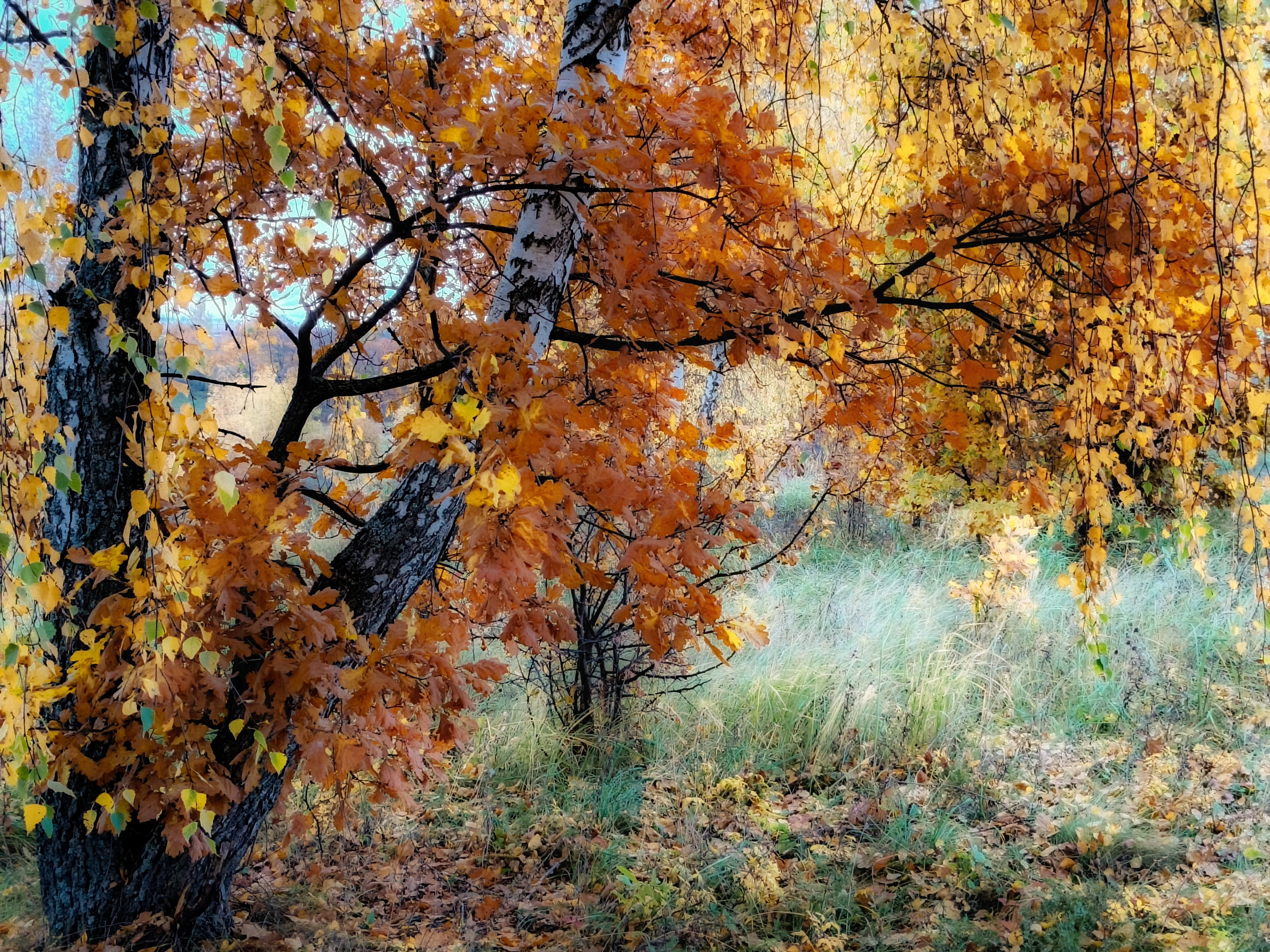 , Кондрашова Светлана