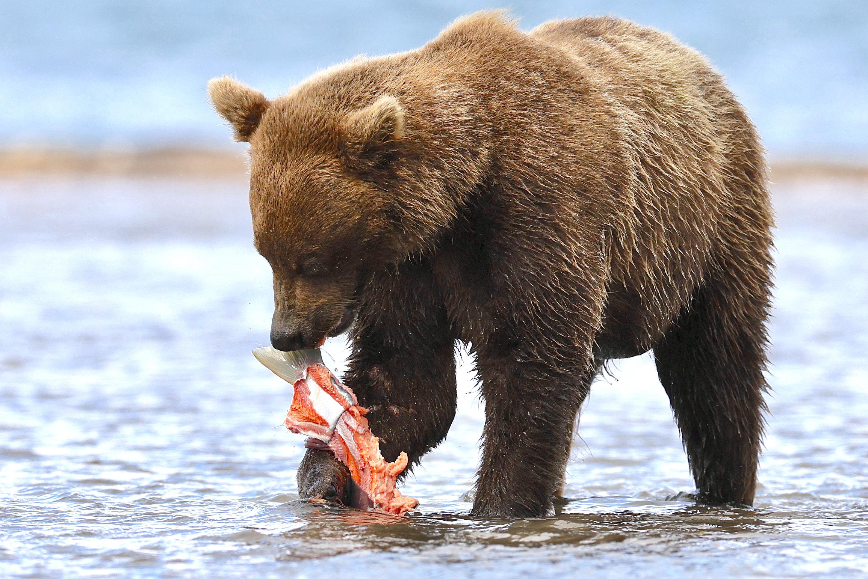 , Голубков Леонид