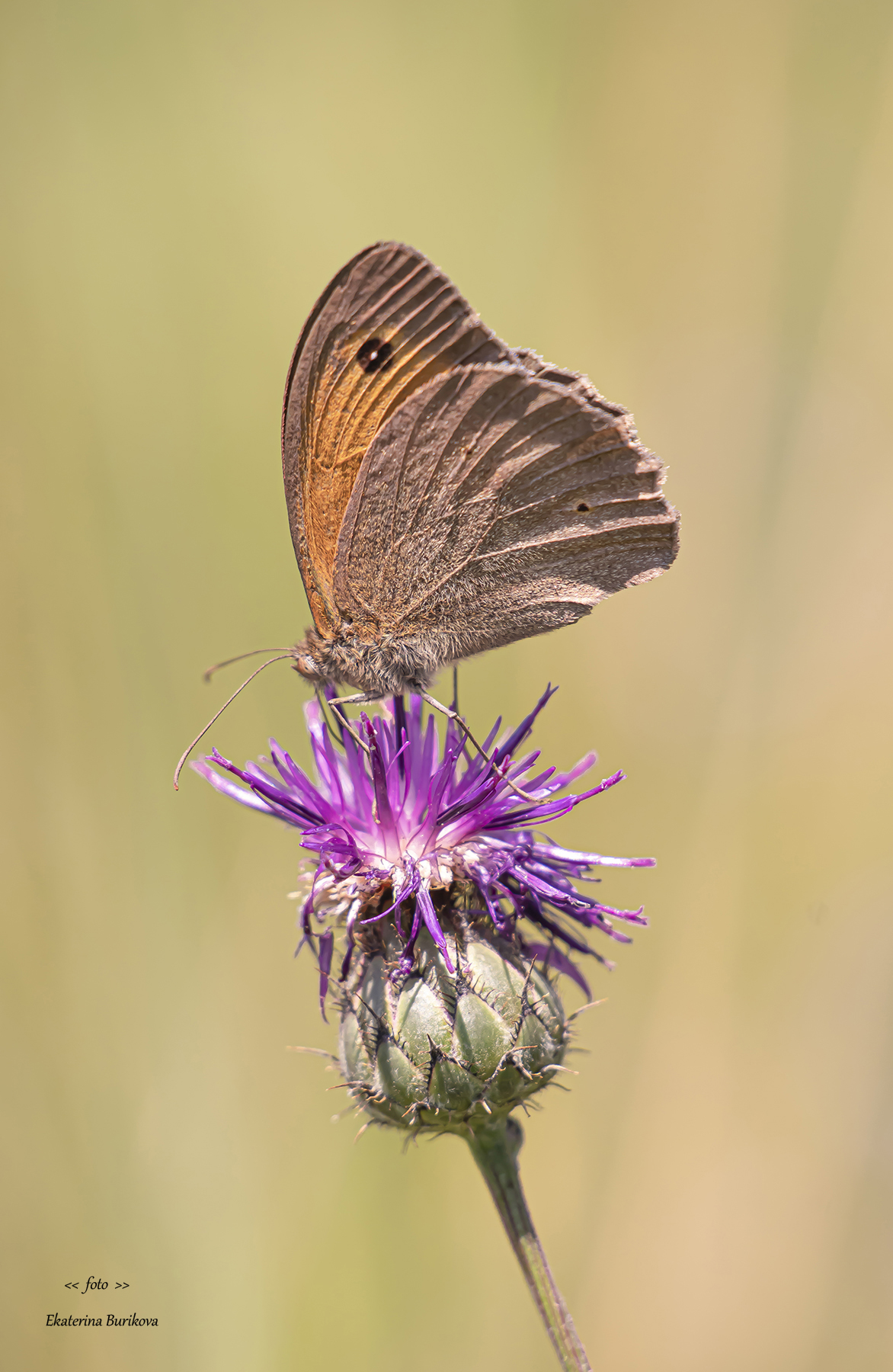 бабочки , насекомые , дикая природа, фото бабочек ., Бурикова Екатерина