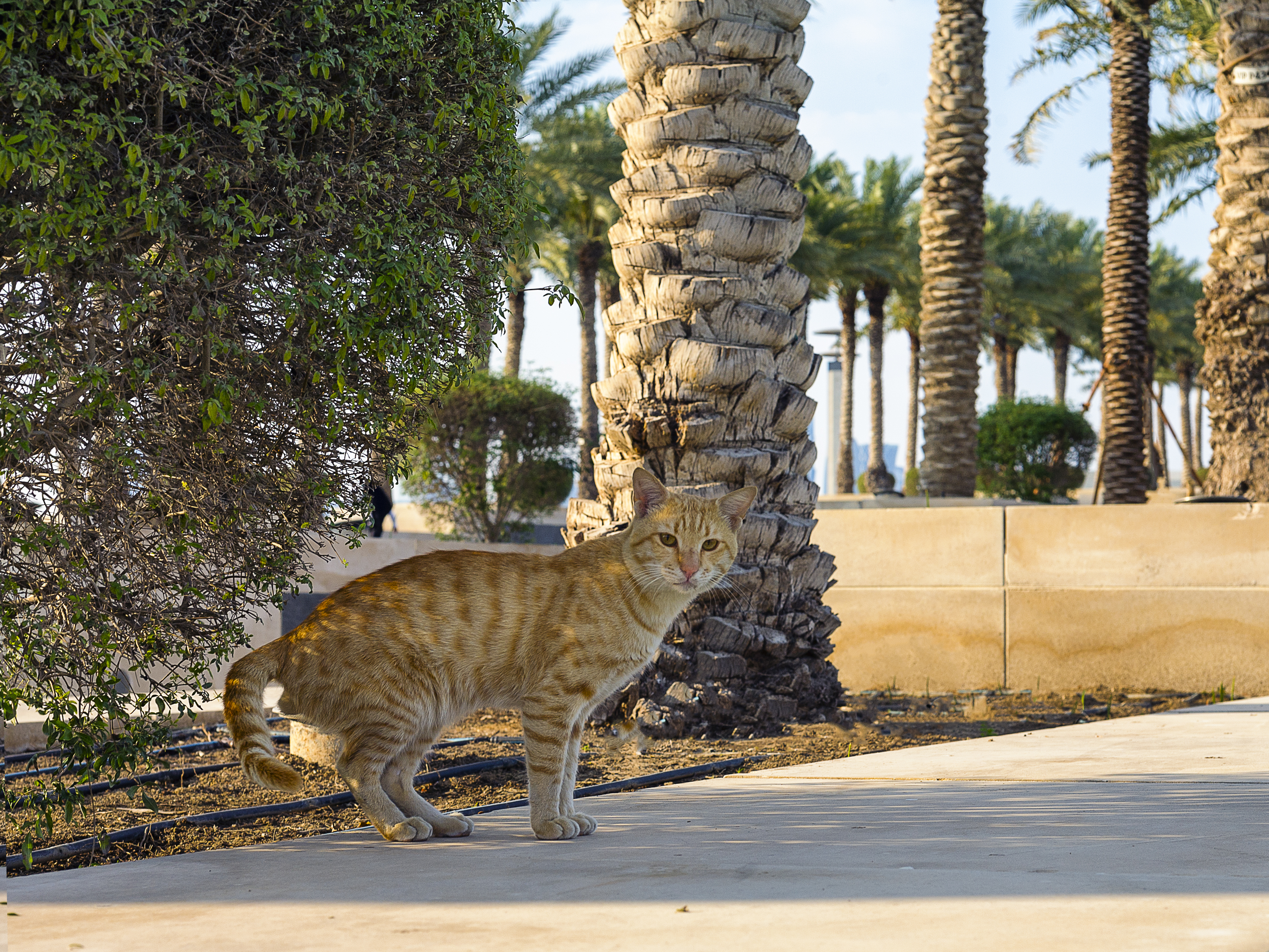 , Пимонов Сергей