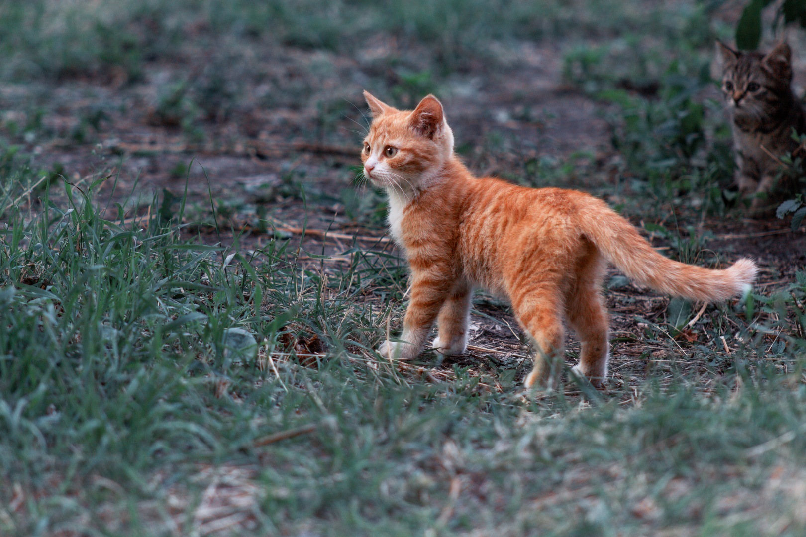 дворовые котята, Александр Канцур