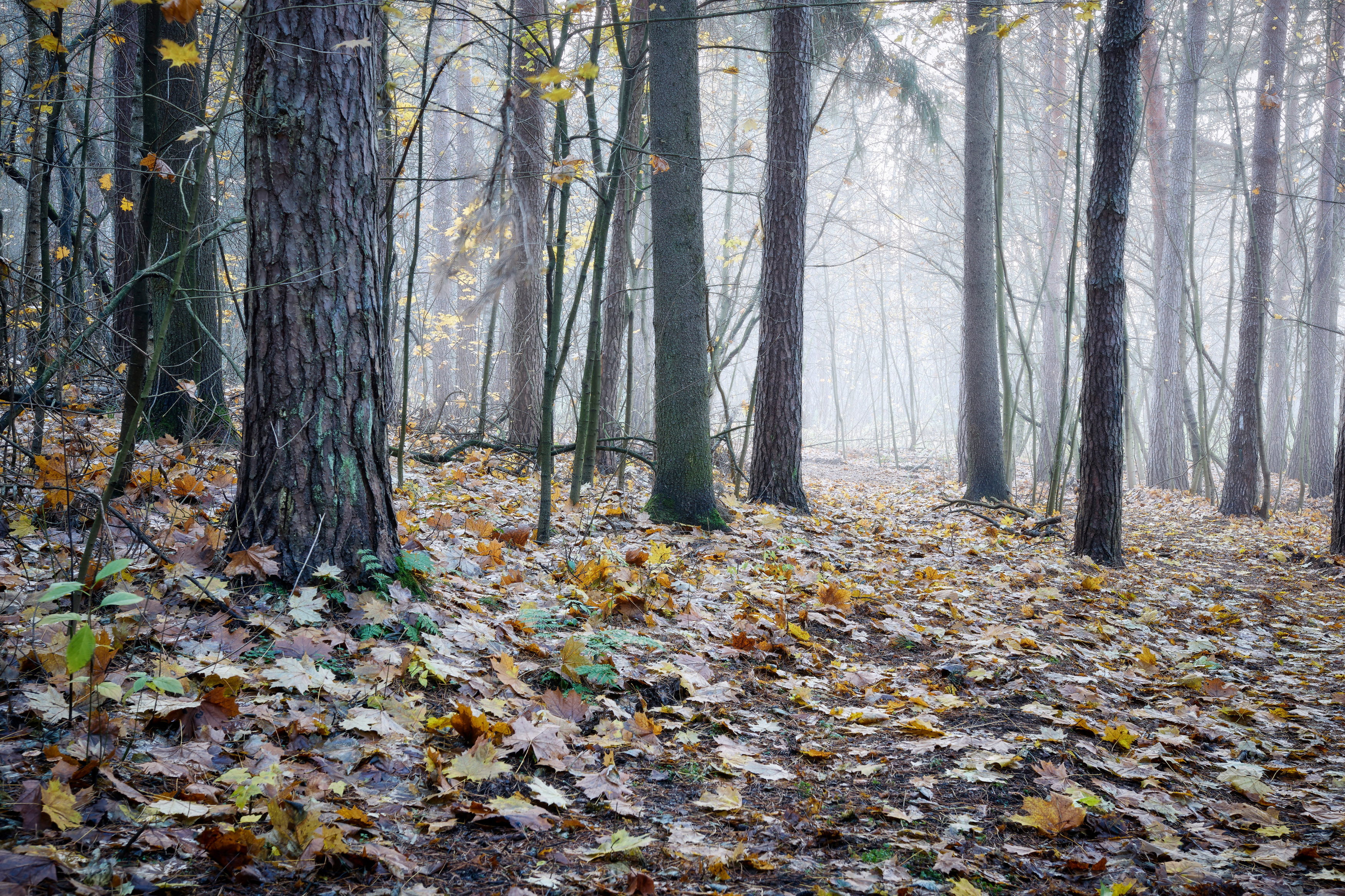 лес, деревья, листва, осень, Валерий Вождаев