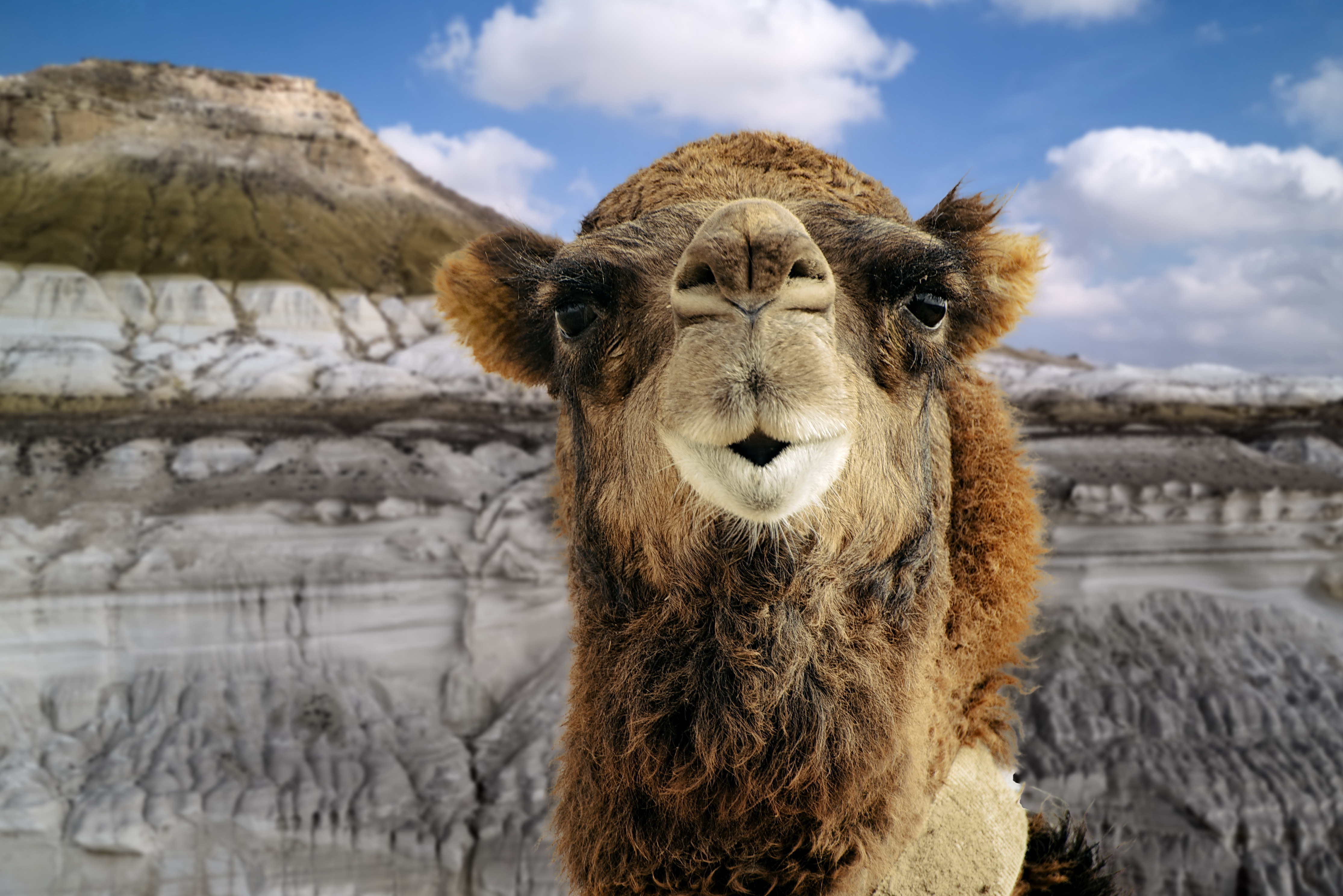 пустыня верблюд, Евгений Дроботенко