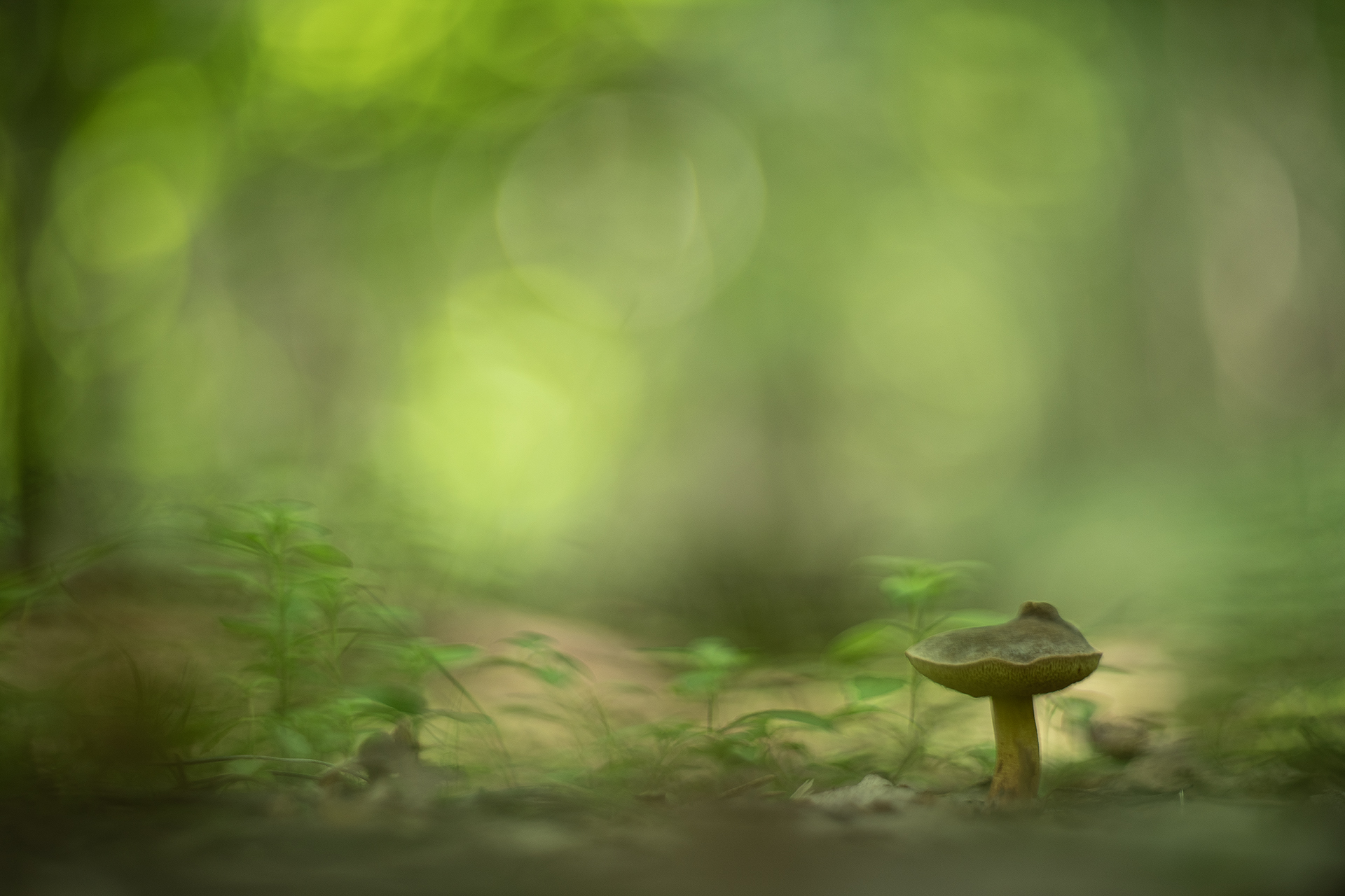 грибы, свет, россия, воронеж,  зелёный, мир, макро, природа, nikon d850, гелиос-40-2 1,5/85 никон., Мещеряков Геннадий