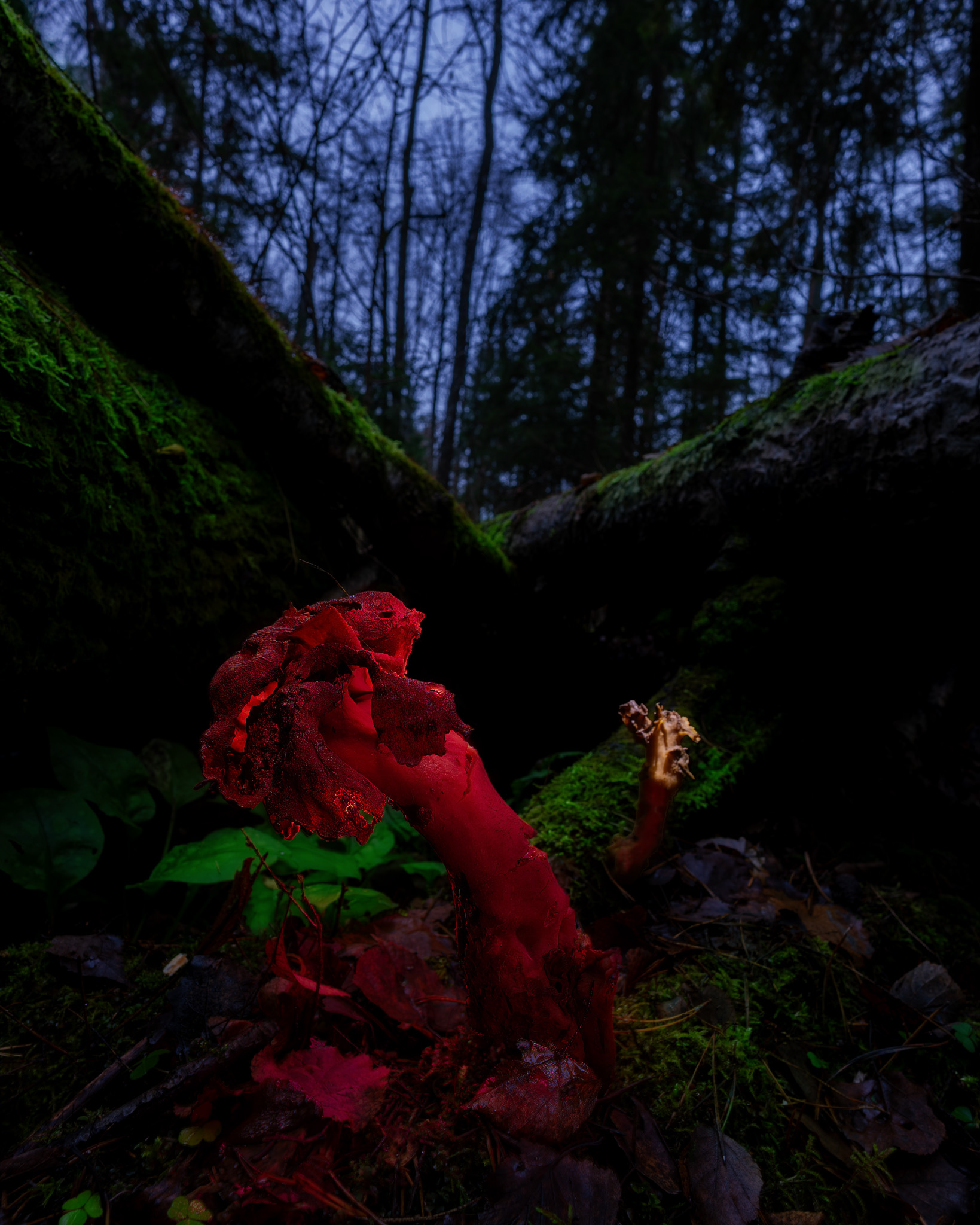 , Загруев Михаил