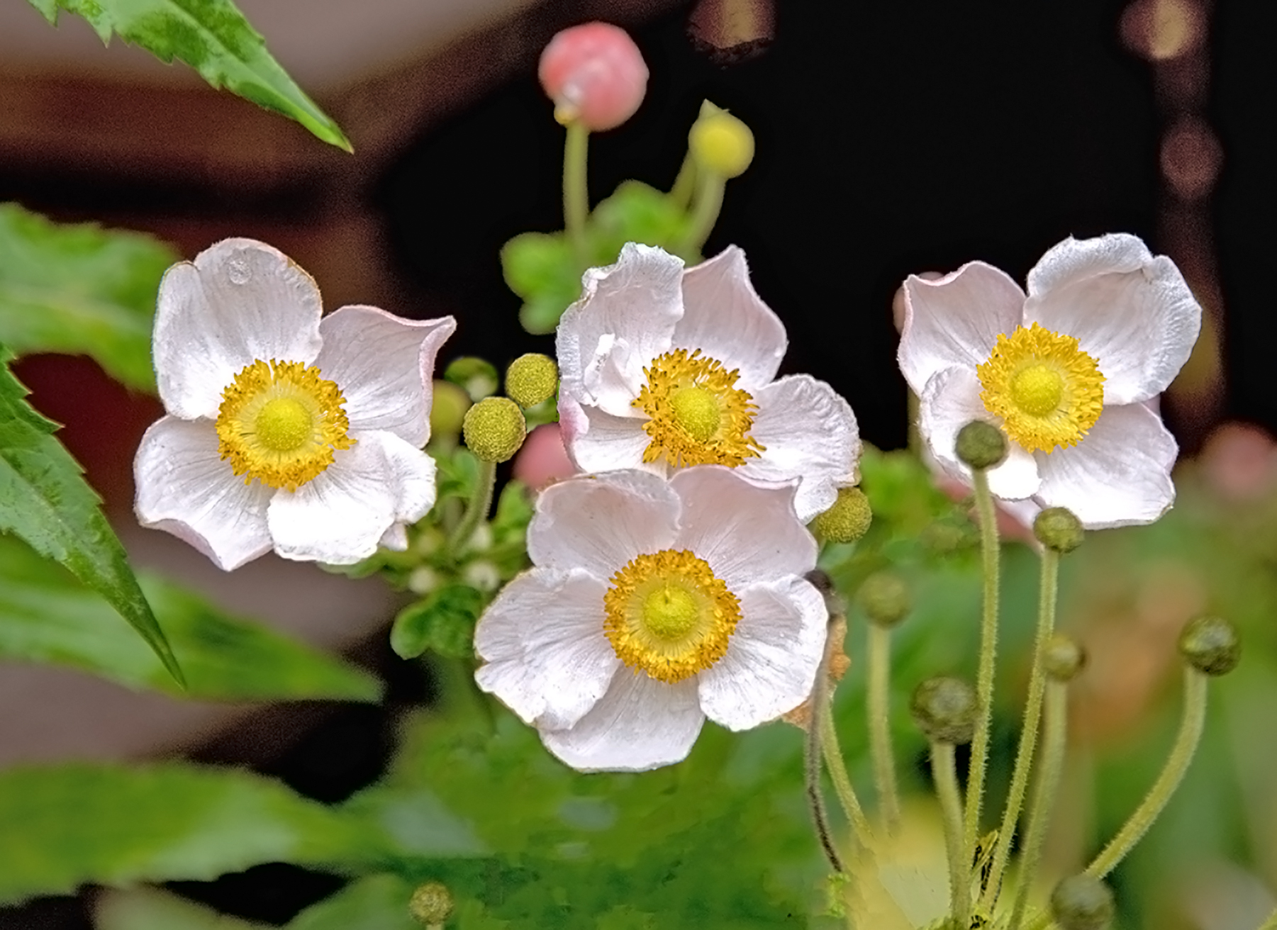 истра, Бирюков Вячеслав