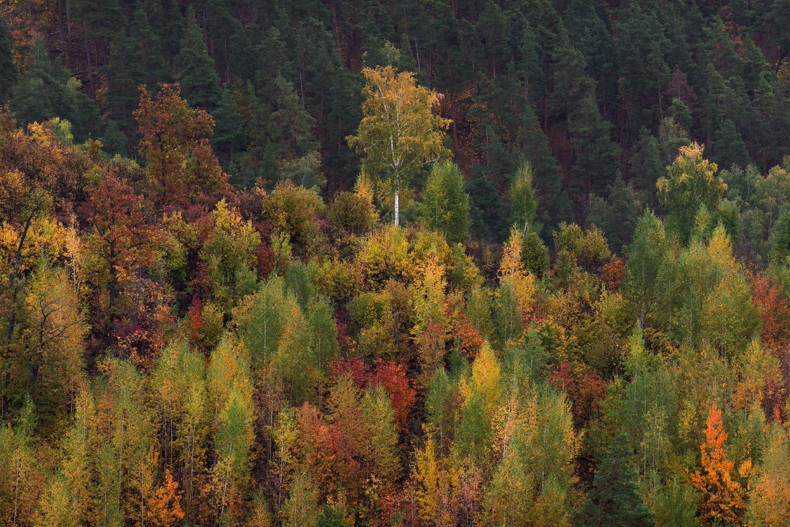 , Алексей Проняхин