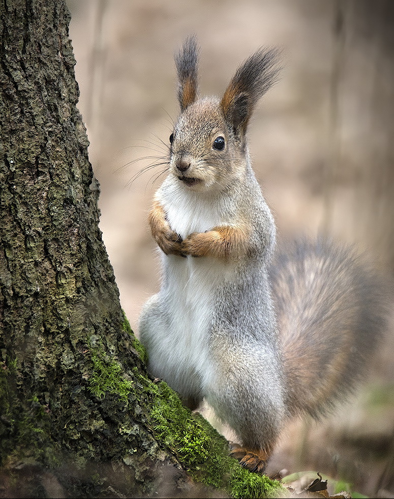 , Сергей Аникин