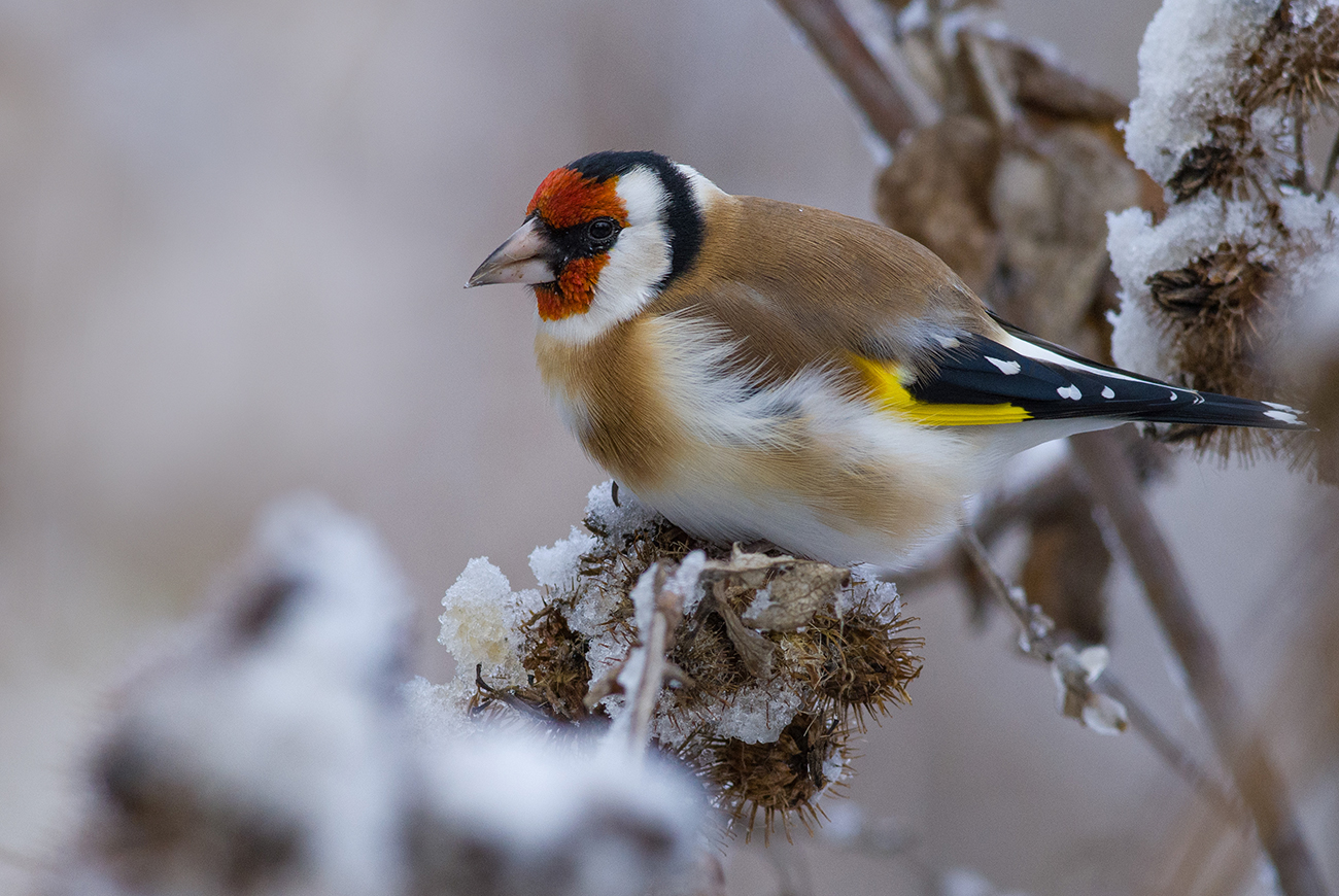 щегол,репейник,снег,ноябрь, Иван