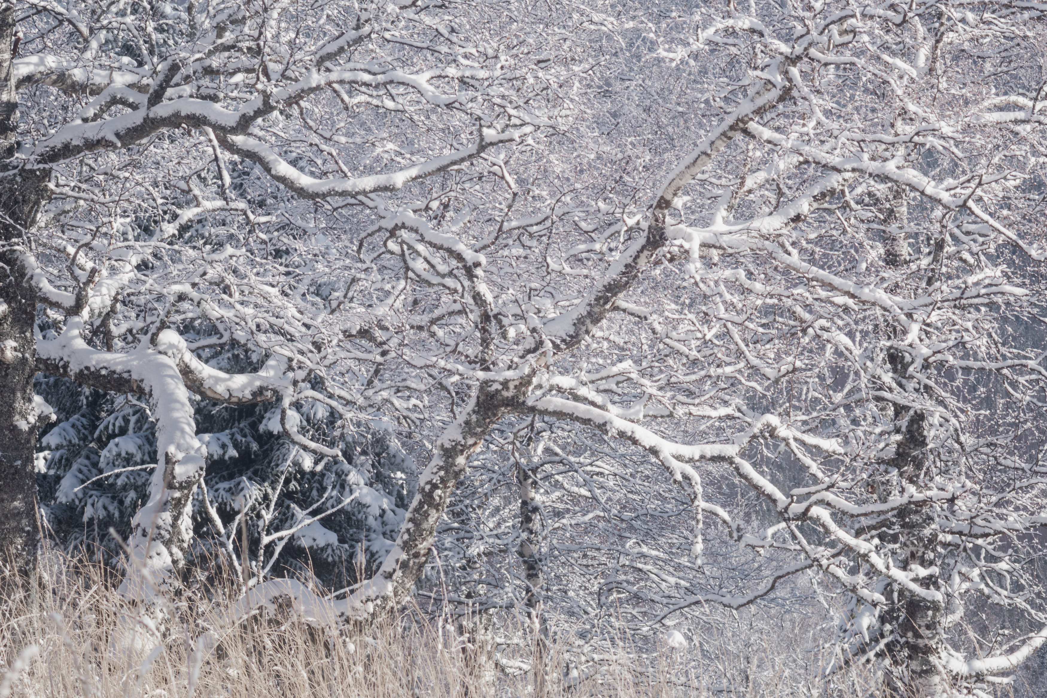 зима, лес, ветви, снег, мороз, природа, пейзаж, свет, утро, дыхание природы, зимний пейзаж, спокойствие, равновесие, winter, forest, branches, snow, frost, nature, landscape, light, morning, stillness, balance, calm, winter landscape, Толстоноженко Илья