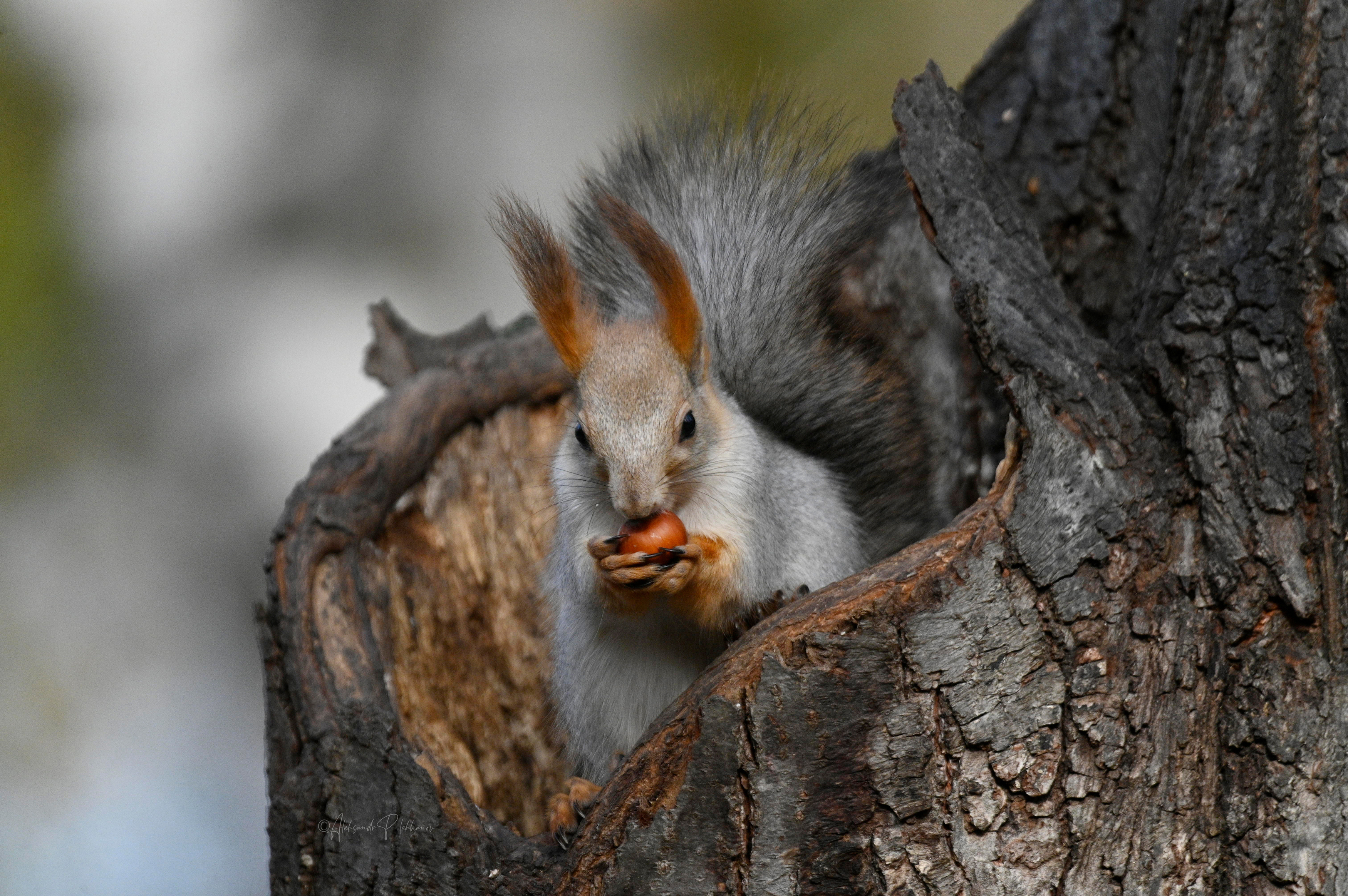 , Плеханов Александр