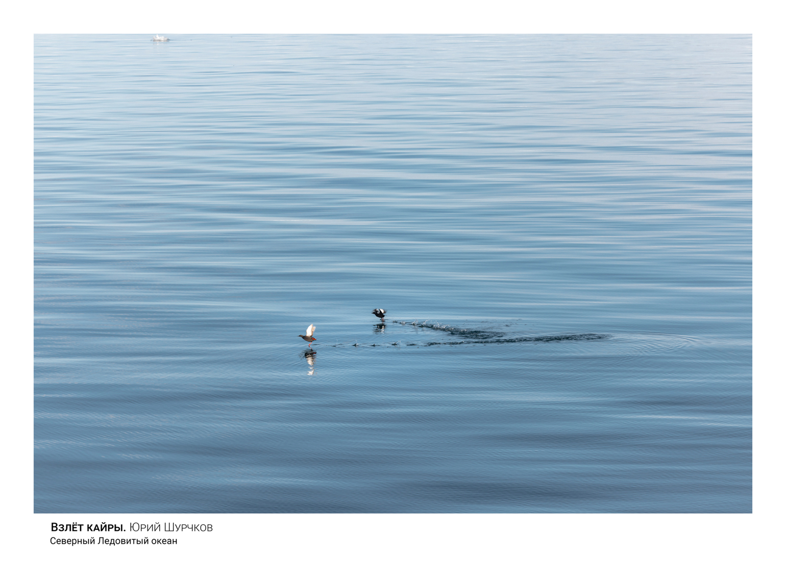 кайра, арктика, Шурчков Юрий