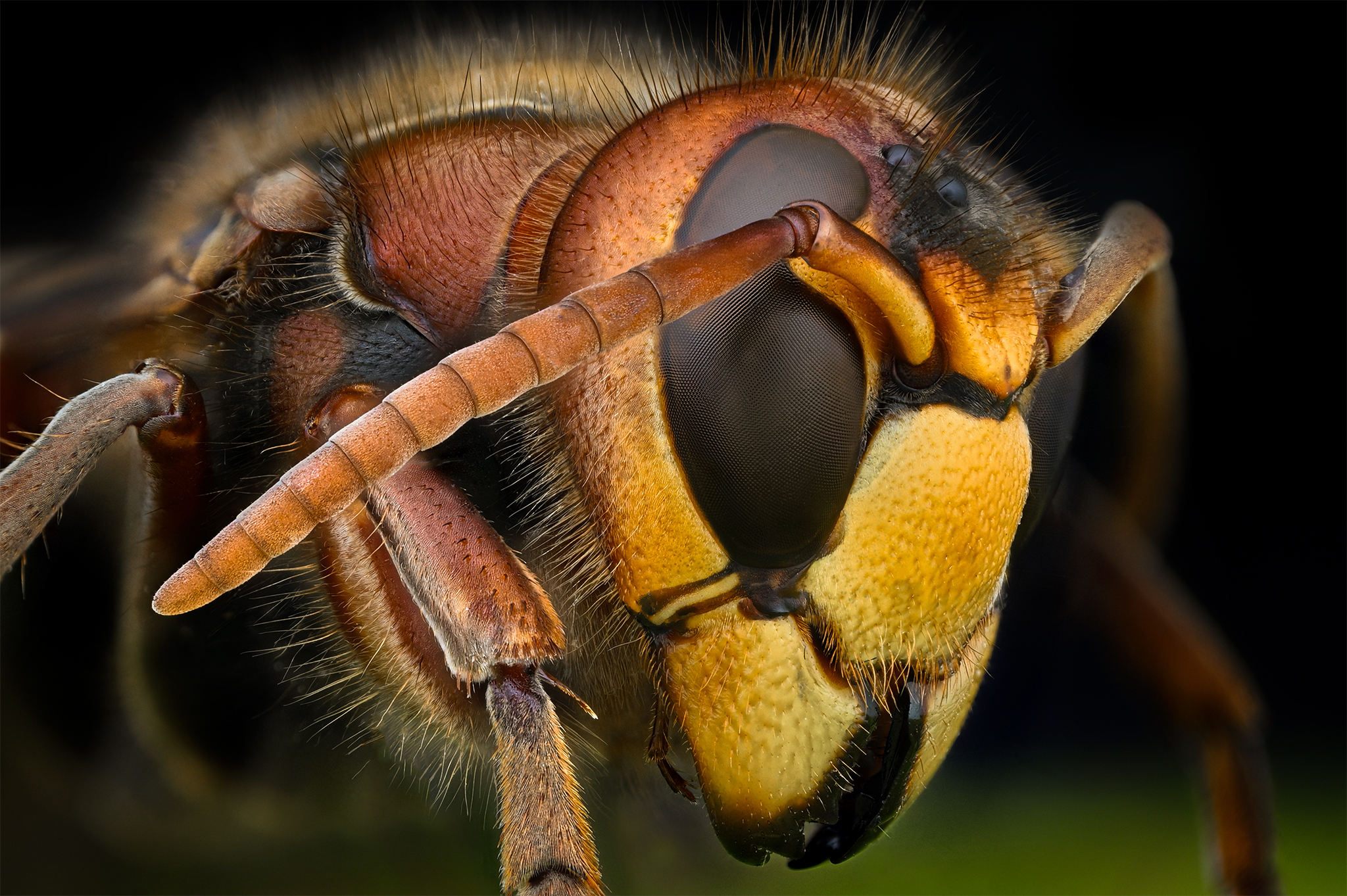 ceclii, macro, Tsvetan Ganev