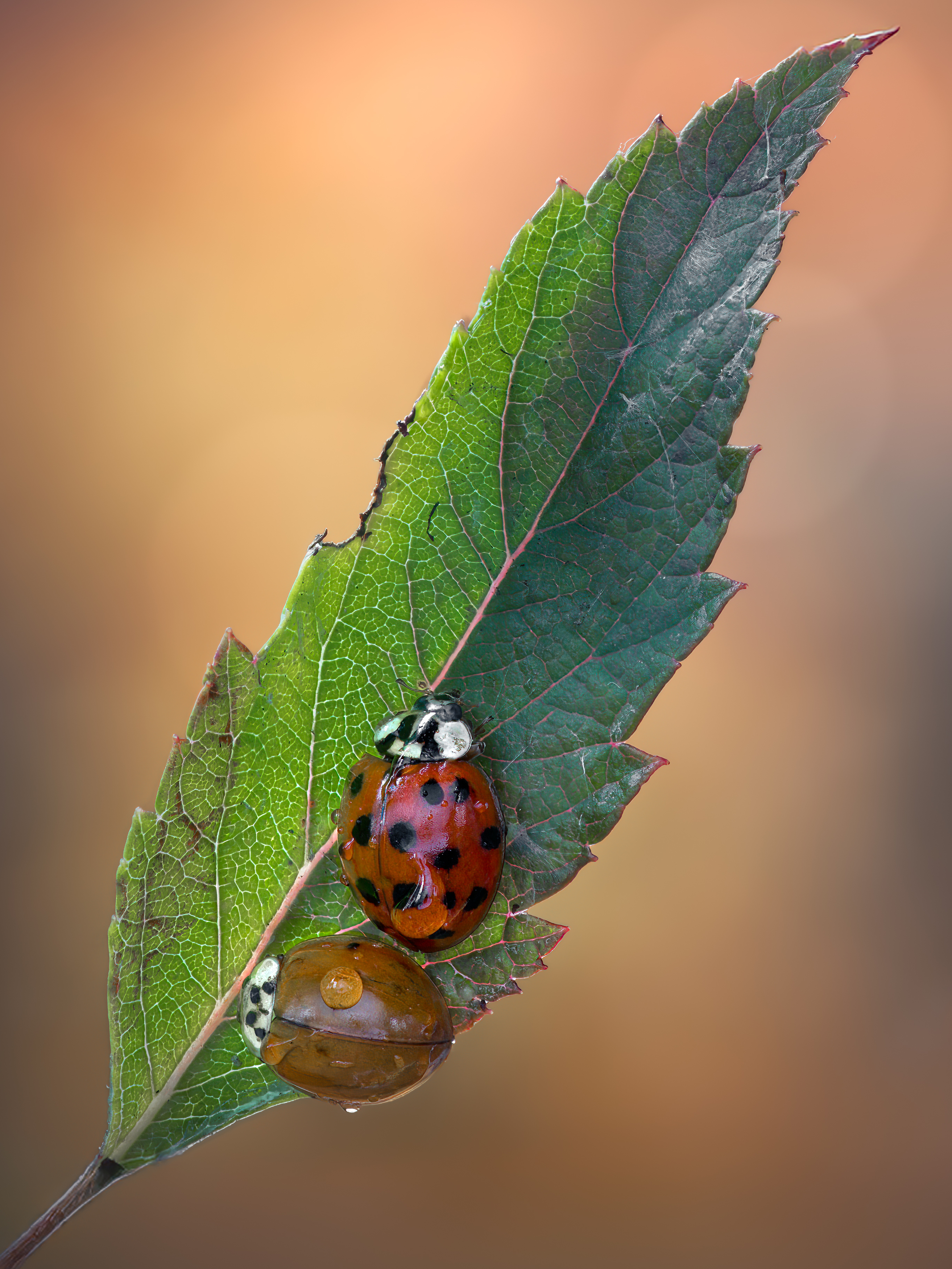 ladybug, beetle, insect, flower, macro, bugs, ladybird,, Atul Saluja