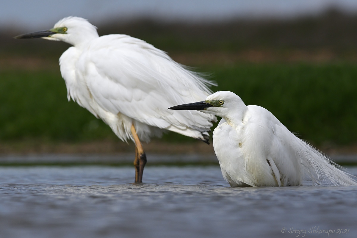 Большие белые цапли, Сергей Шкарупо