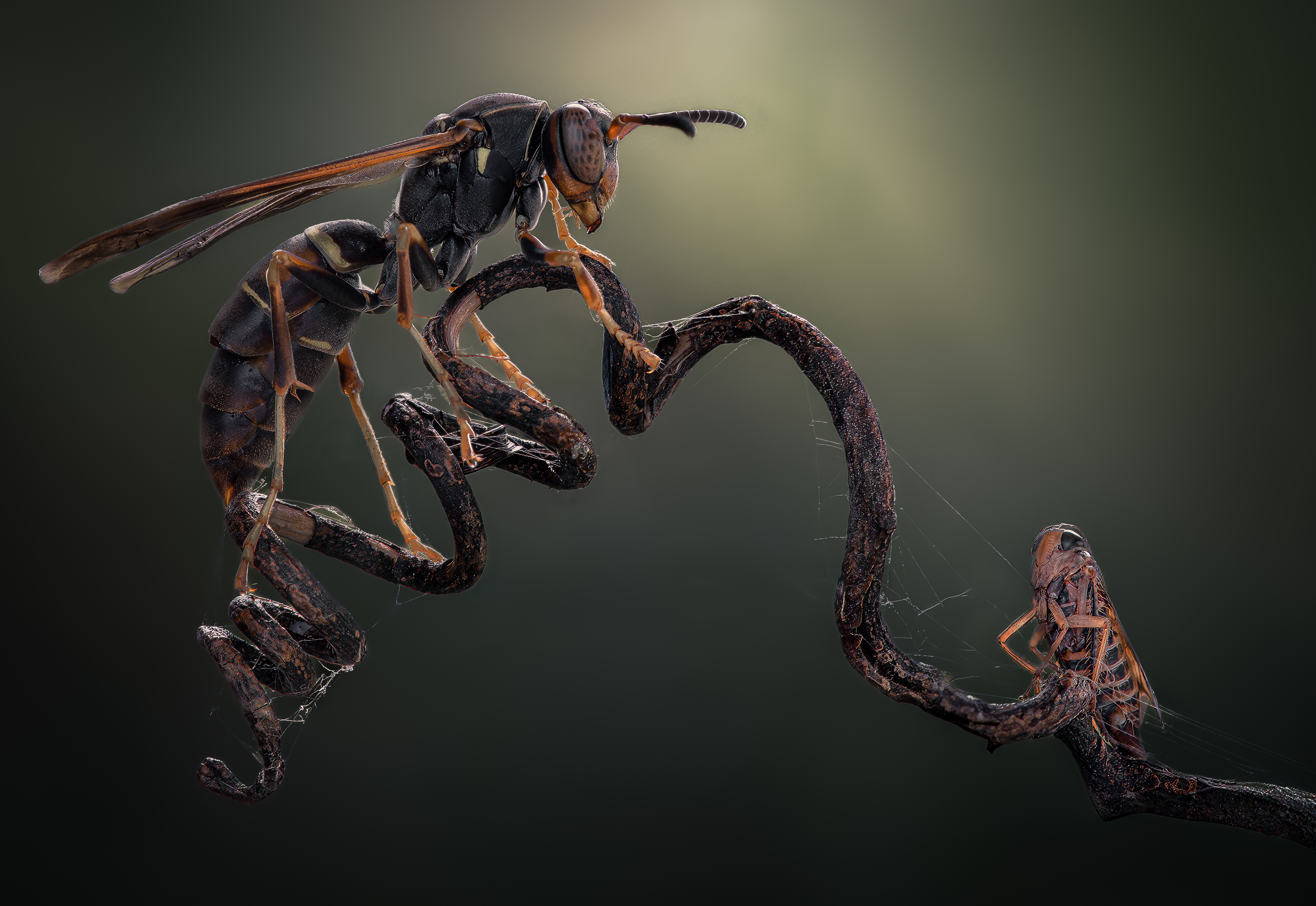 wasp, insect, macro, nature, wild, insects, bee,, Atul Saluja