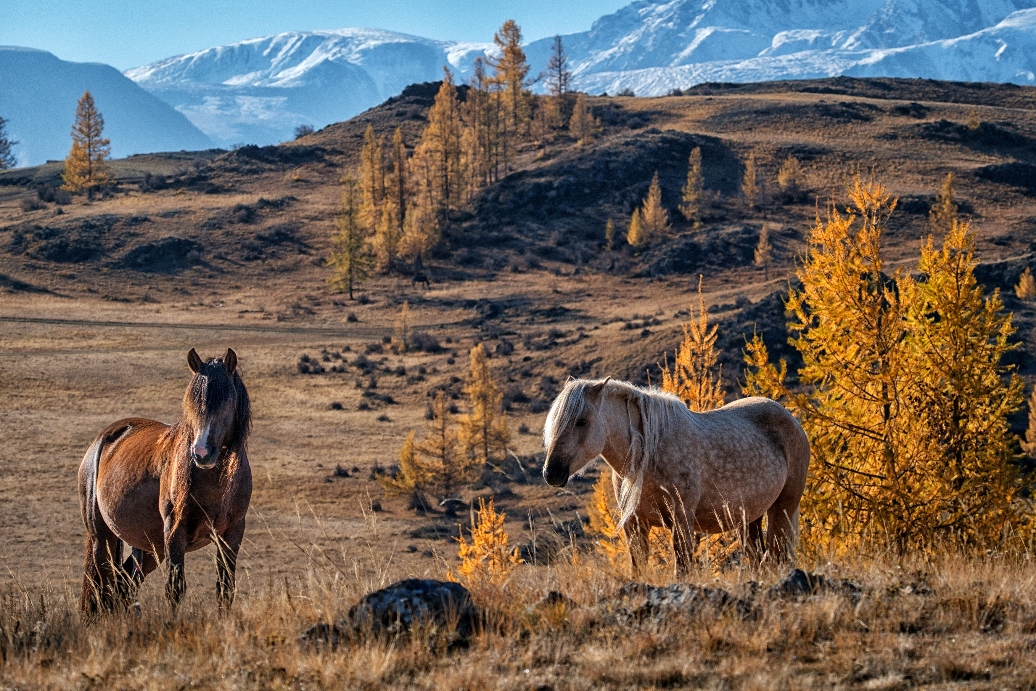 , Бодрягин Виталий