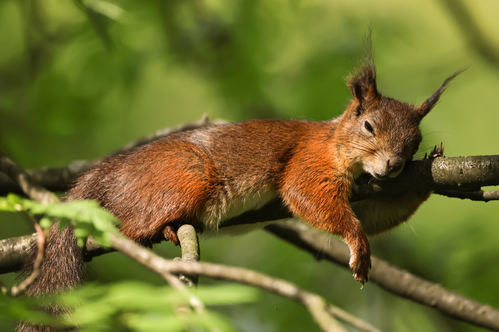 белка, белочка, весна, Ruslan Pl
