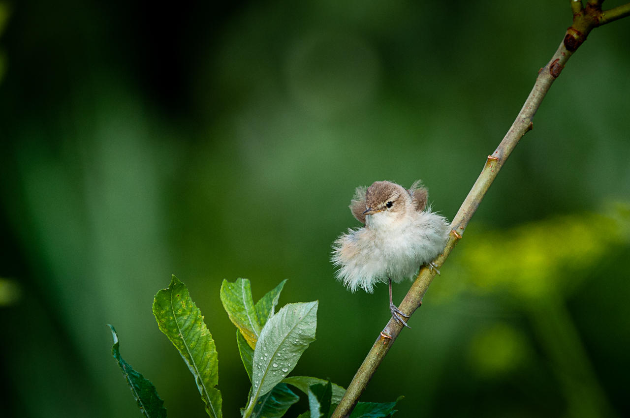 камышевка, птица, Anton