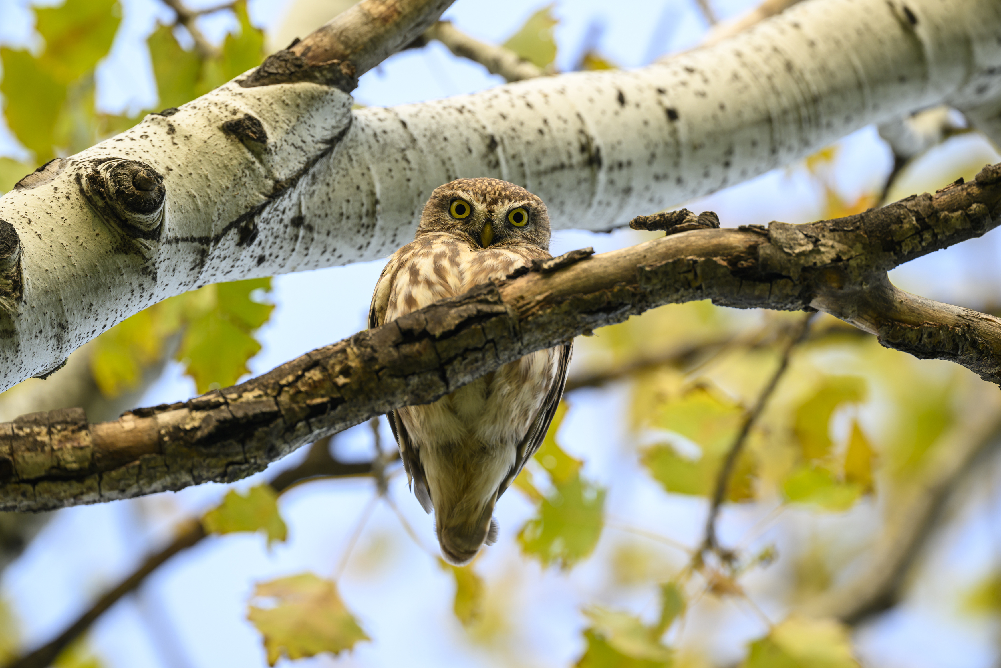 , Пупонин Сергей