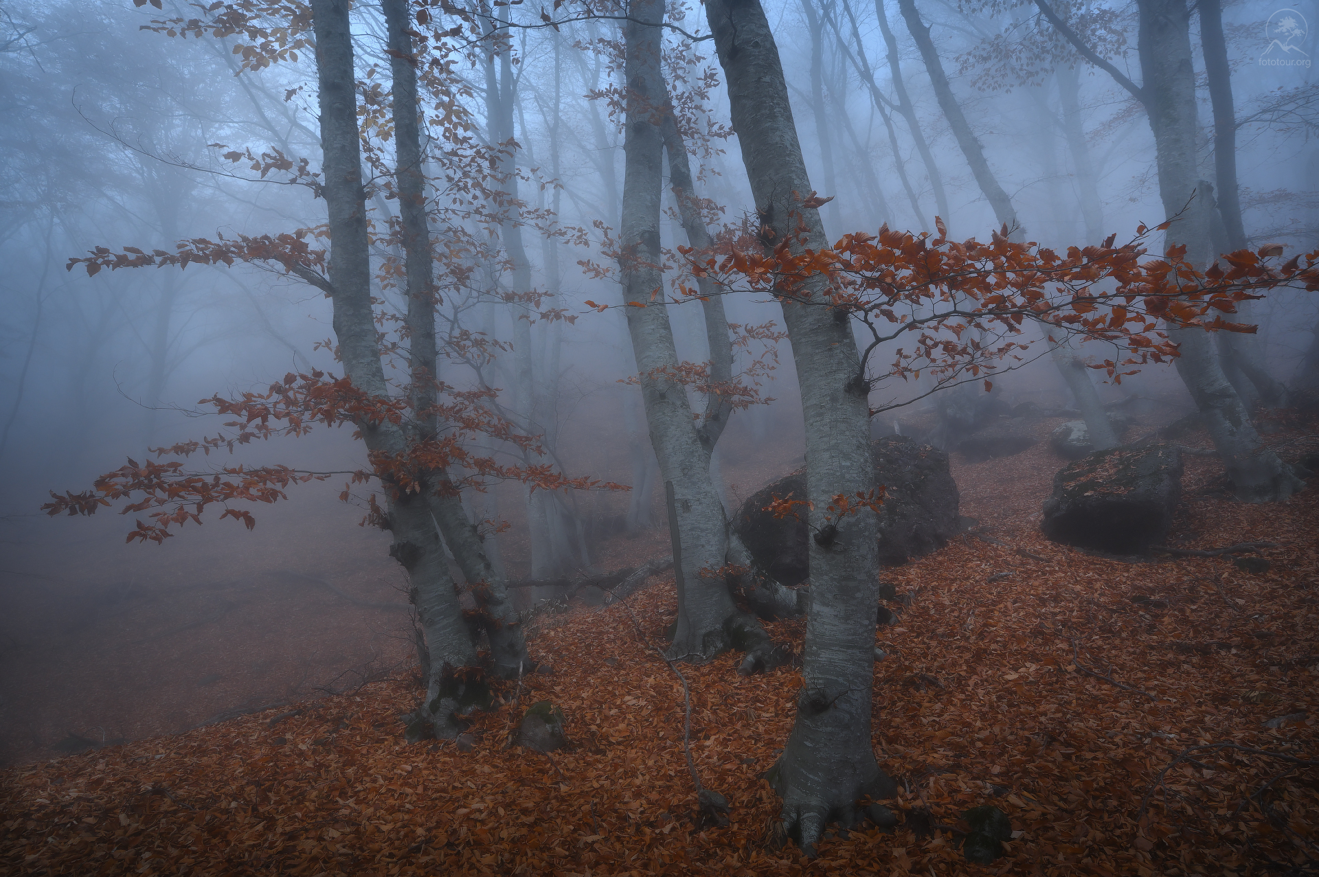 крым, осень, лес, демерджи, туман, фототур в крым осенью, Гордиенко Анатолий