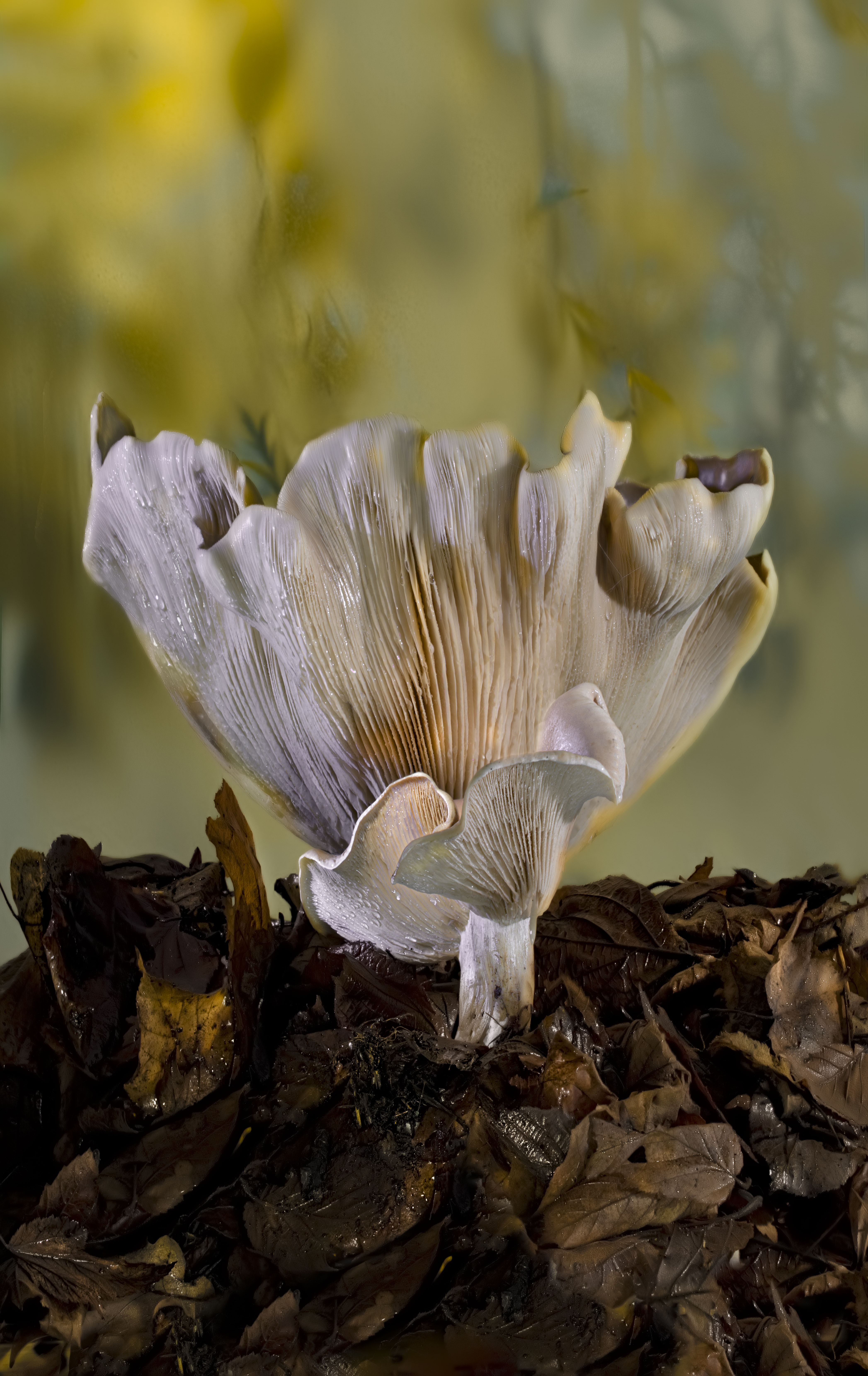 , Валентин Черновол