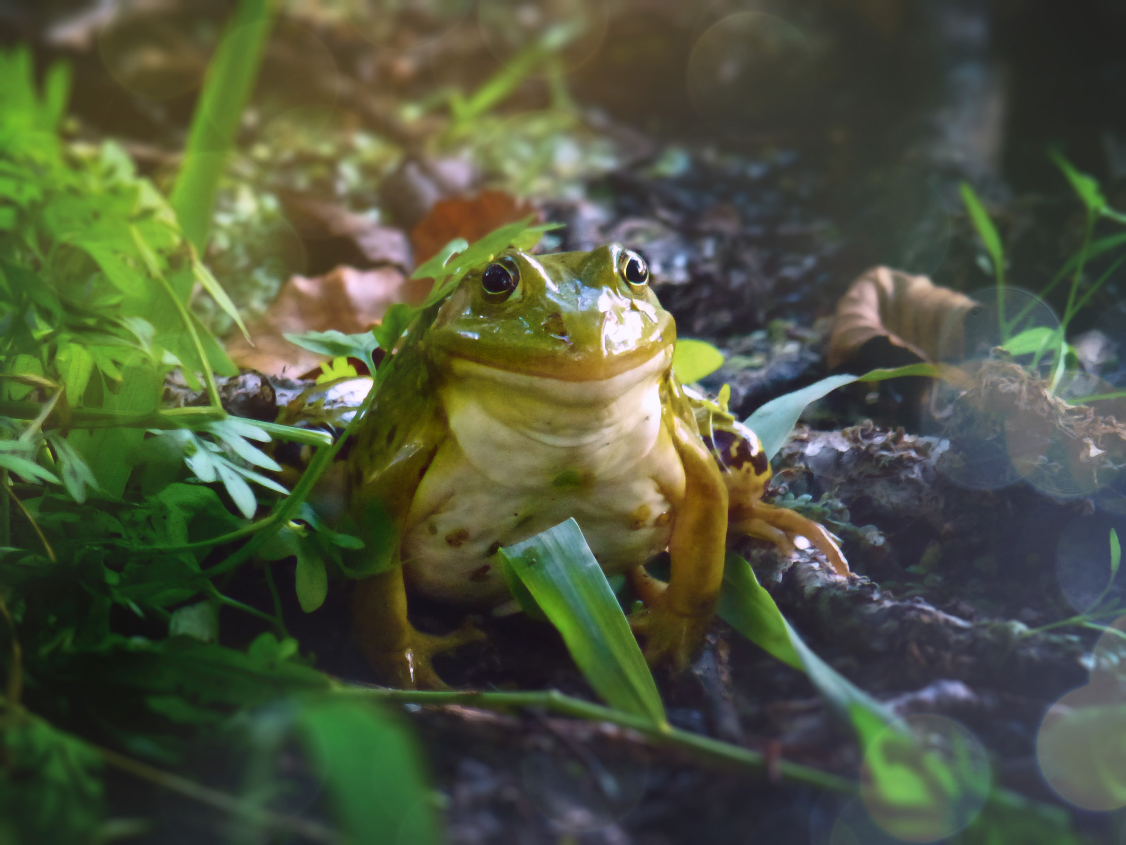 лягушка, лес, Валерий Вождаев