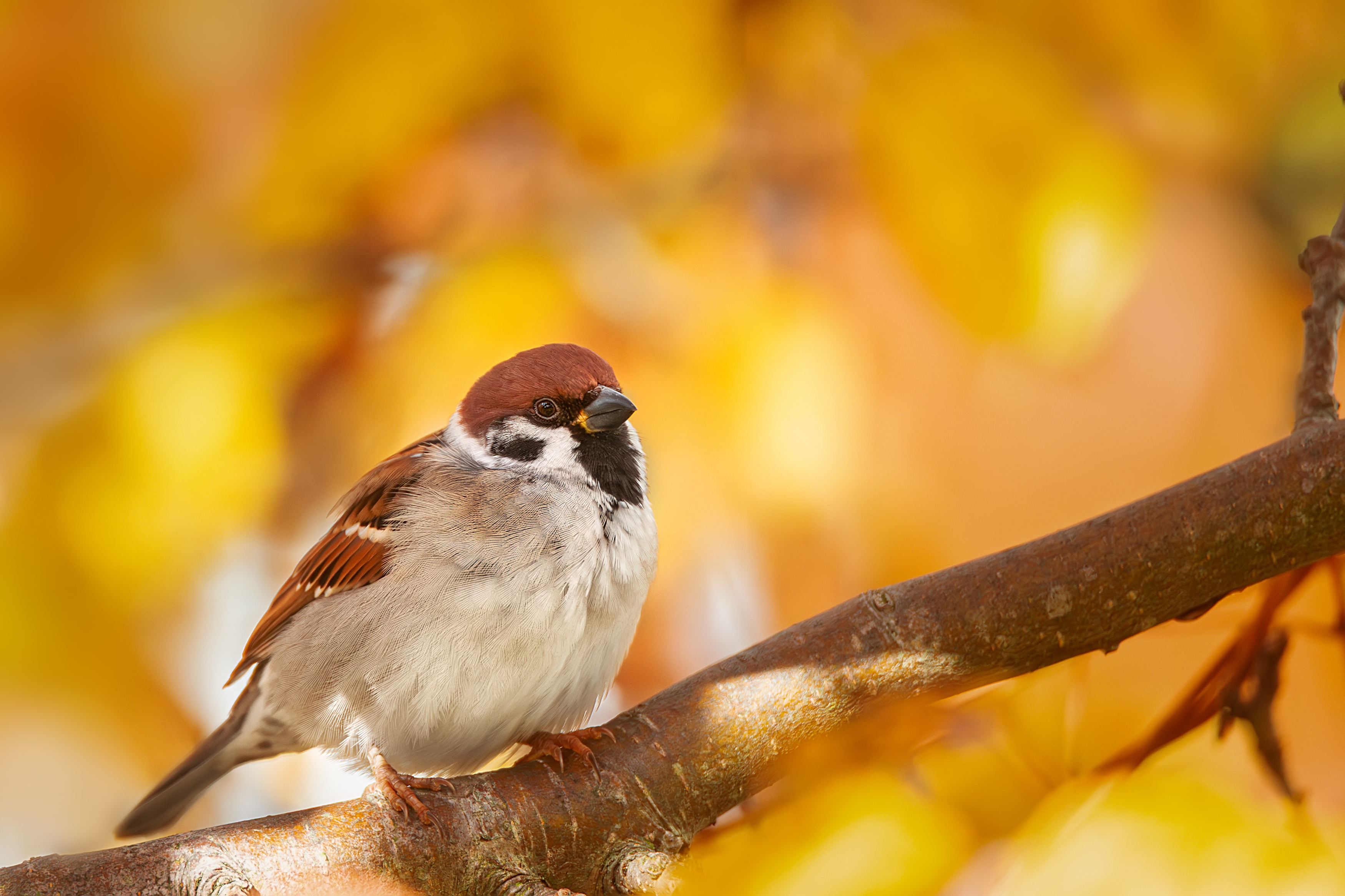, Корнеев Алексей