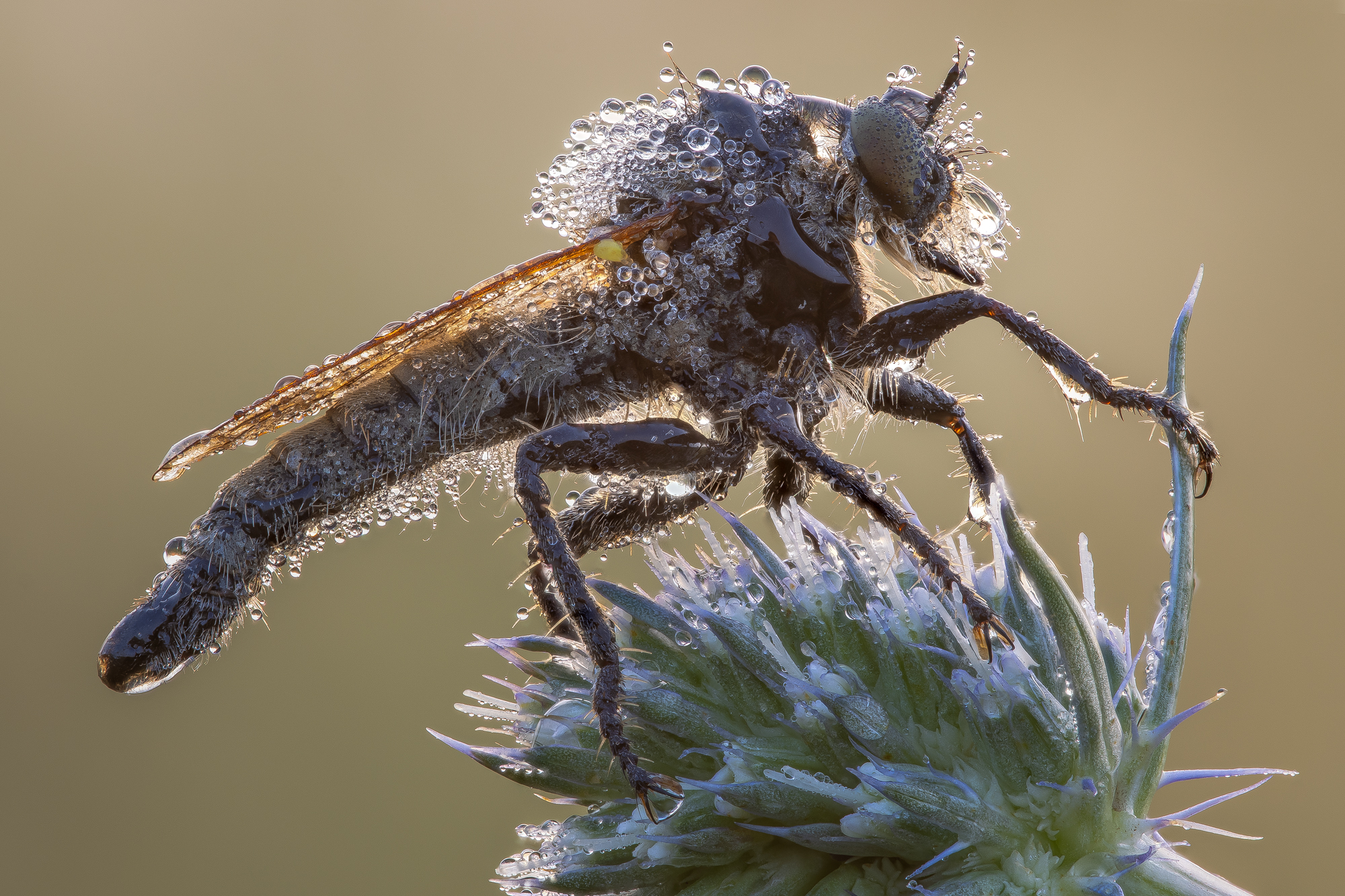 , Кузнецов Дмитрий