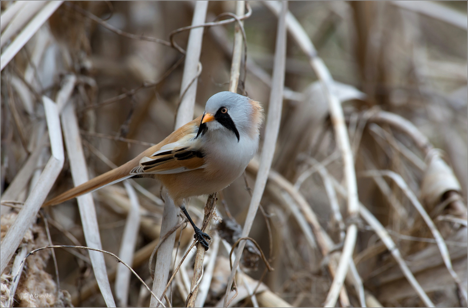 птица,синица,усатая,самец,во,все,стороны,усы, Александр Чувилин