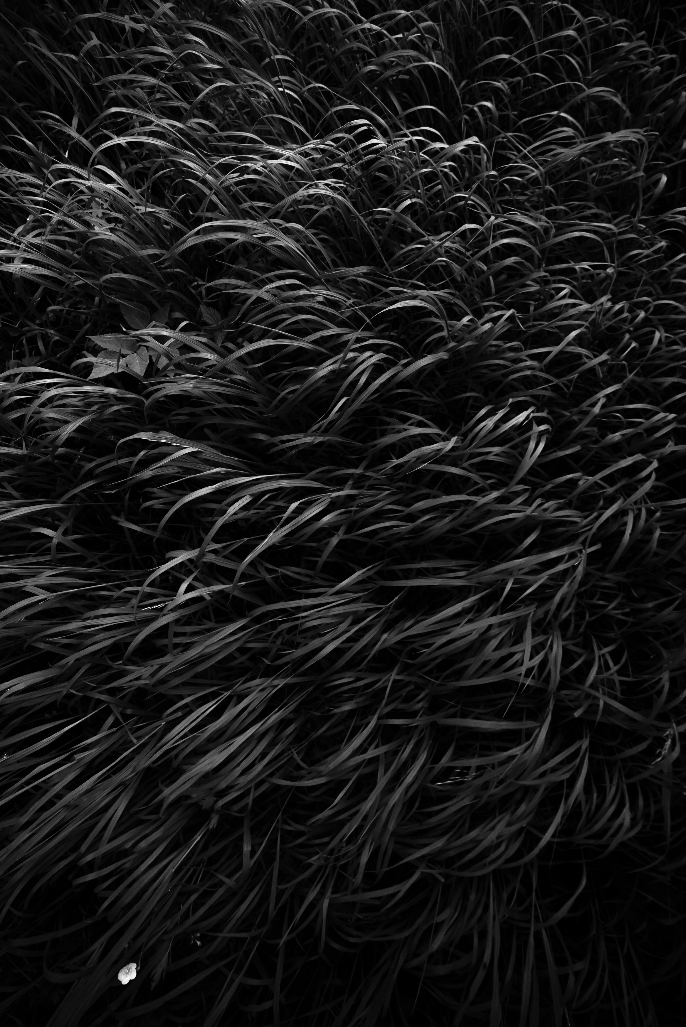 чб, трава, Соварцева Ксения