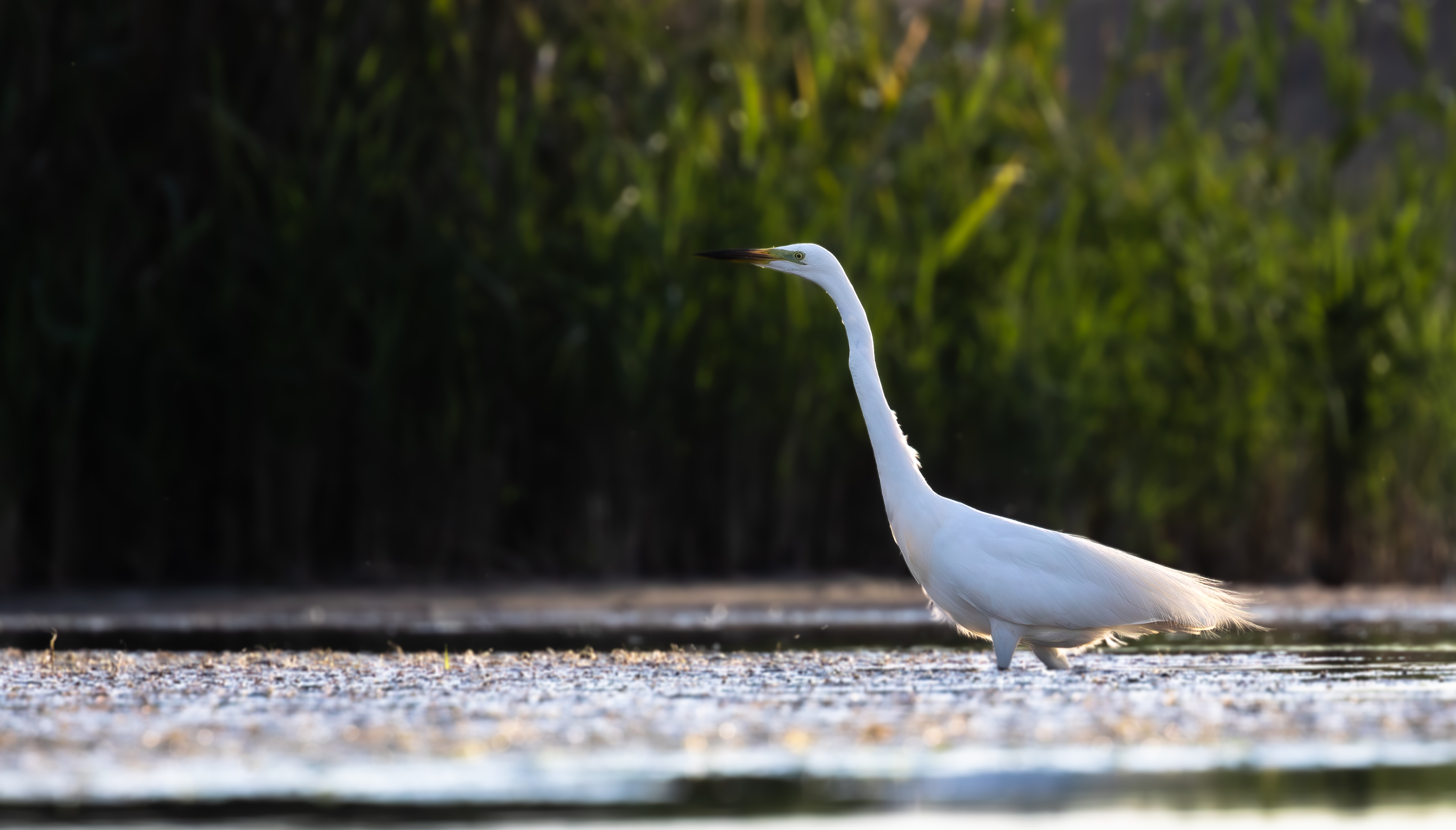 , Веревченко Михаил