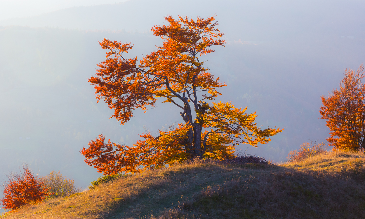 , Александр Подрез