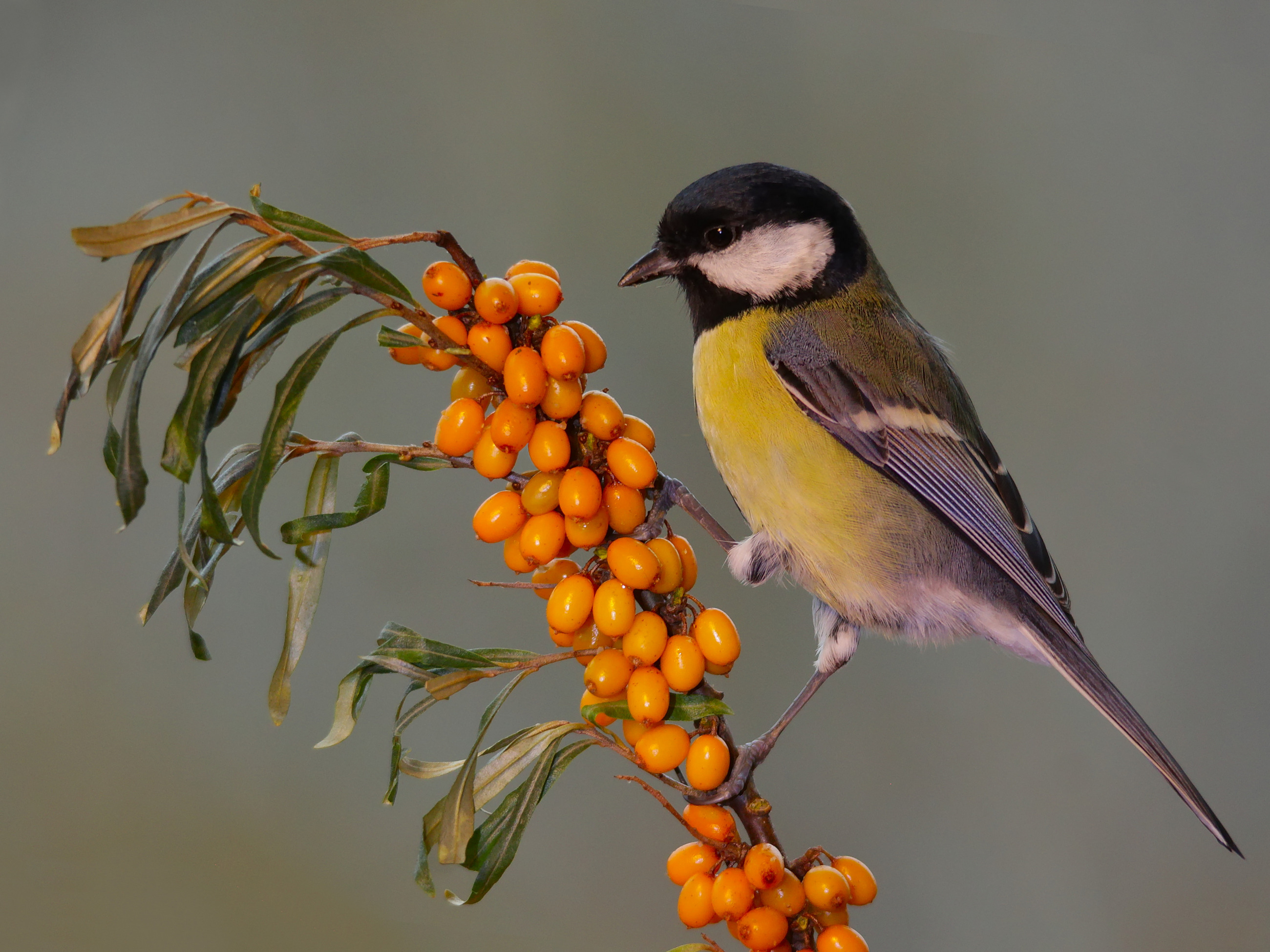 большая синица, parus major, облепиха крушиновидная, hippophae rhamnoides, кладовая солнца,, sergey izoya