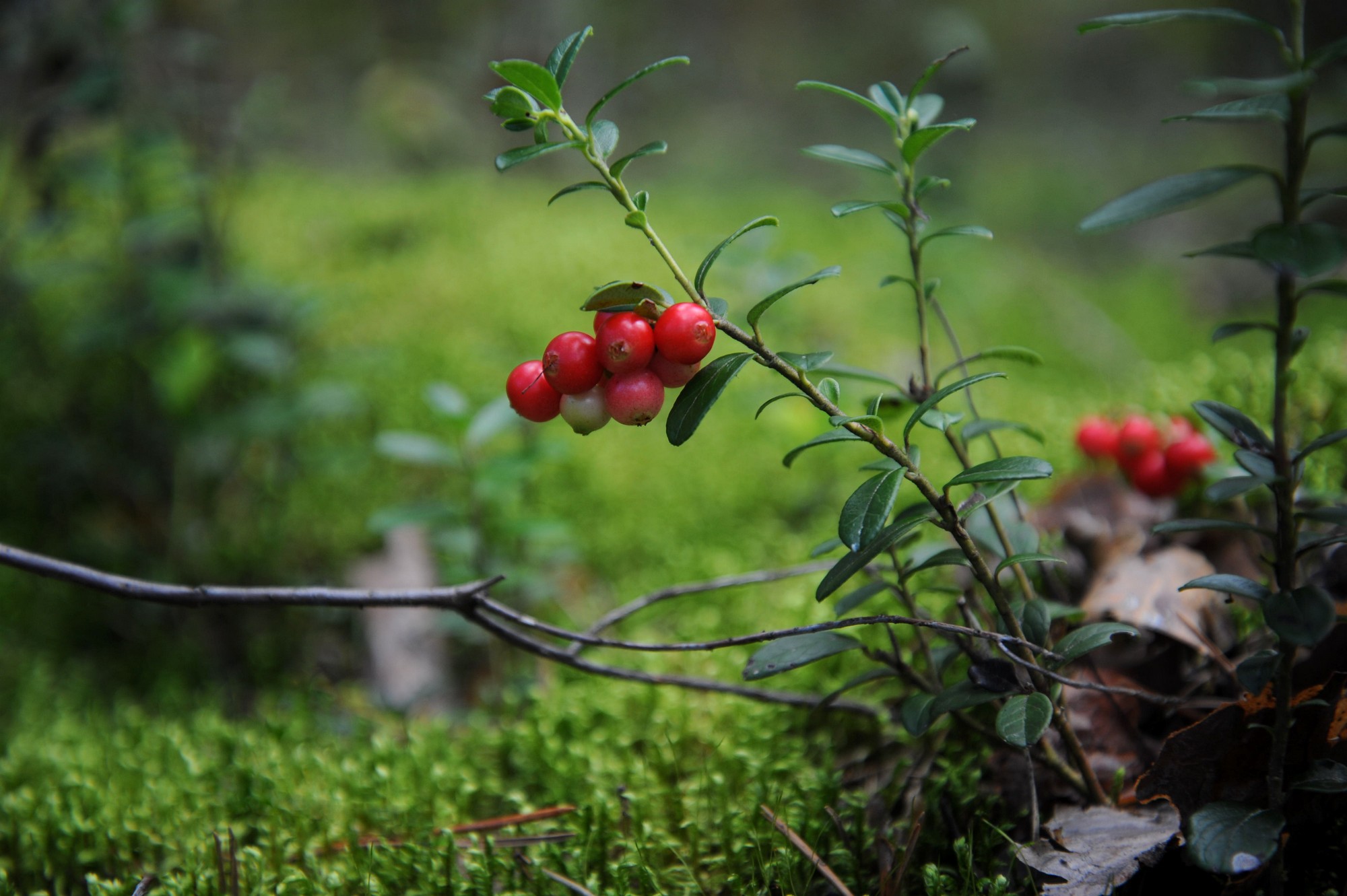 , Васильева Дарья