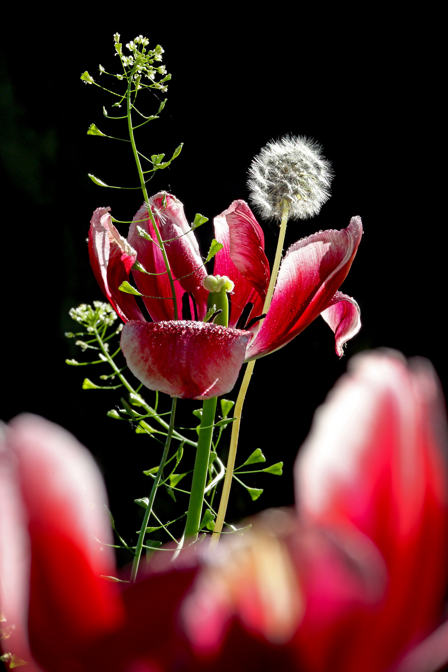 , Бибичков Михаил